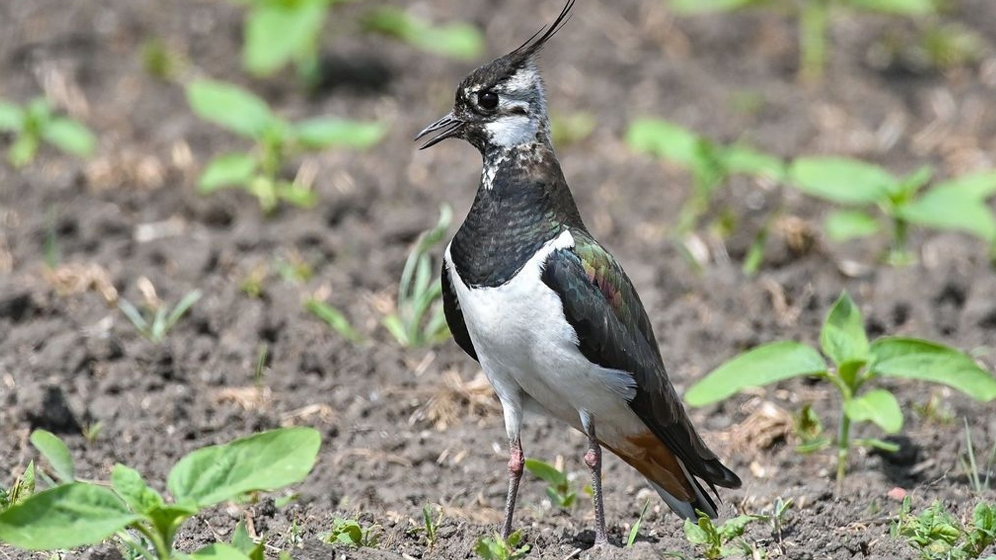 Kiebitz ist Vogel des Jahres 2024