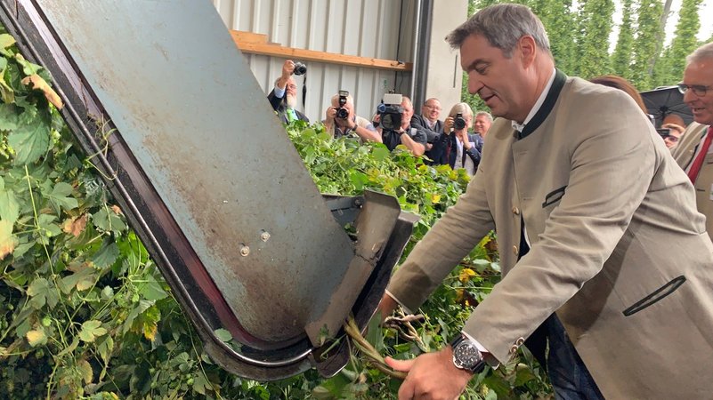 Der bayerische Ministerpräsident Markus Söder hängt die ersten Hopfreben in die Pflückmaschine ein. 