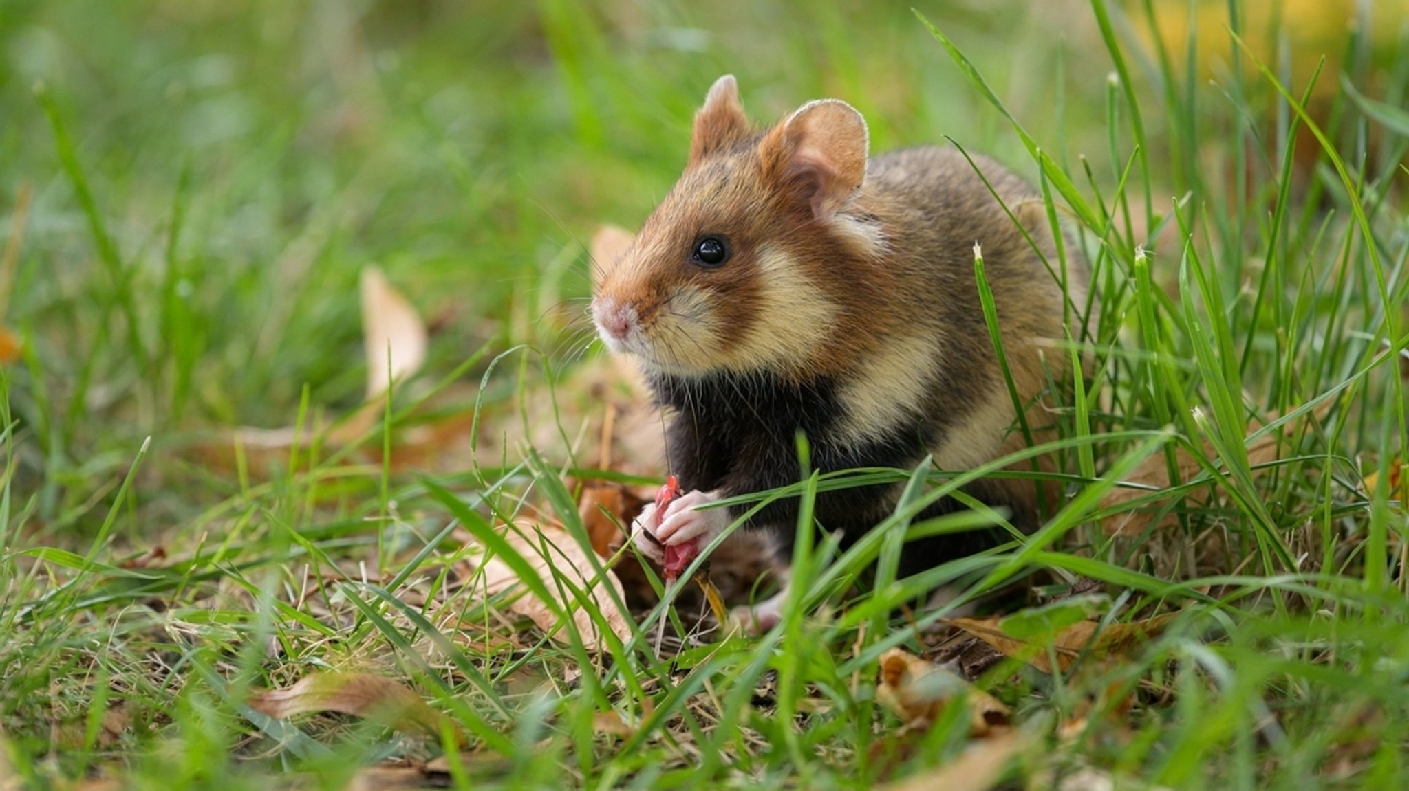 Datenanalyse zur Biodiversität: Wo in Bayern die Arten schwinden