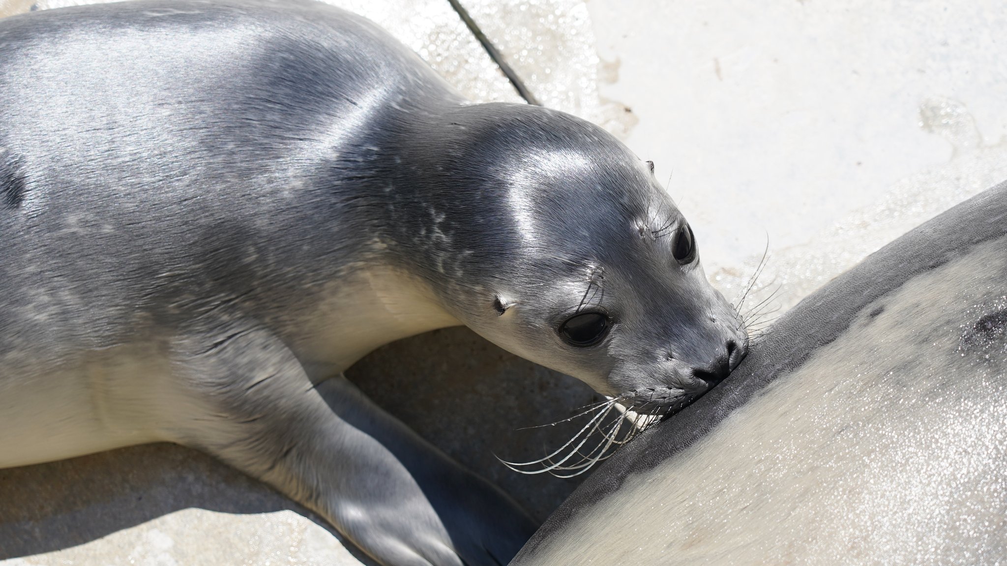 Das Seehundbaby im Augsburger Zoo saugt an seiner Mutter