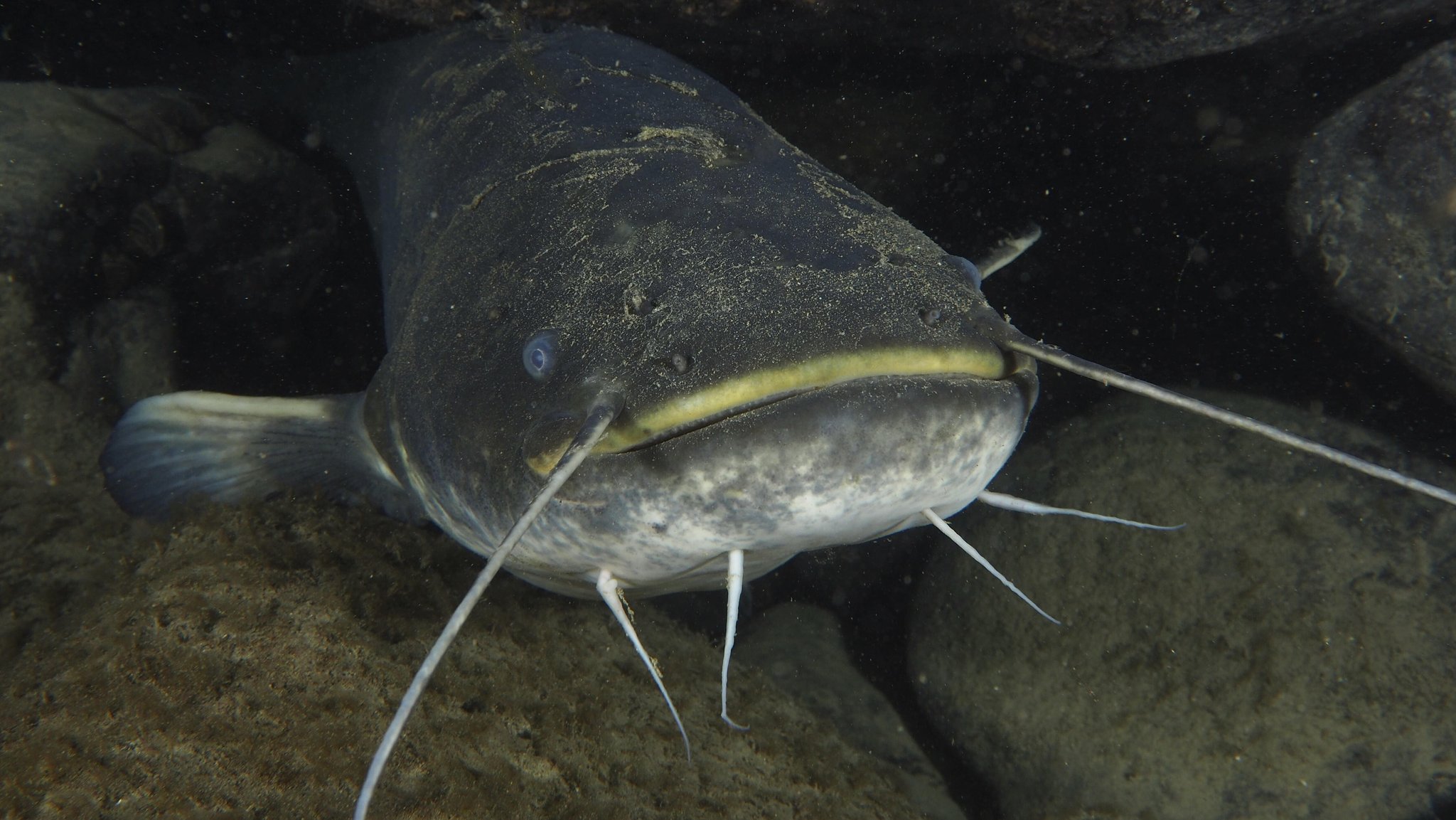 ARCHIV (30.01.2025): Nahaufnahme von Ein Wels (Silurus glanis), Waller, mit langen Barteln im dunklen Unterwasserbereich