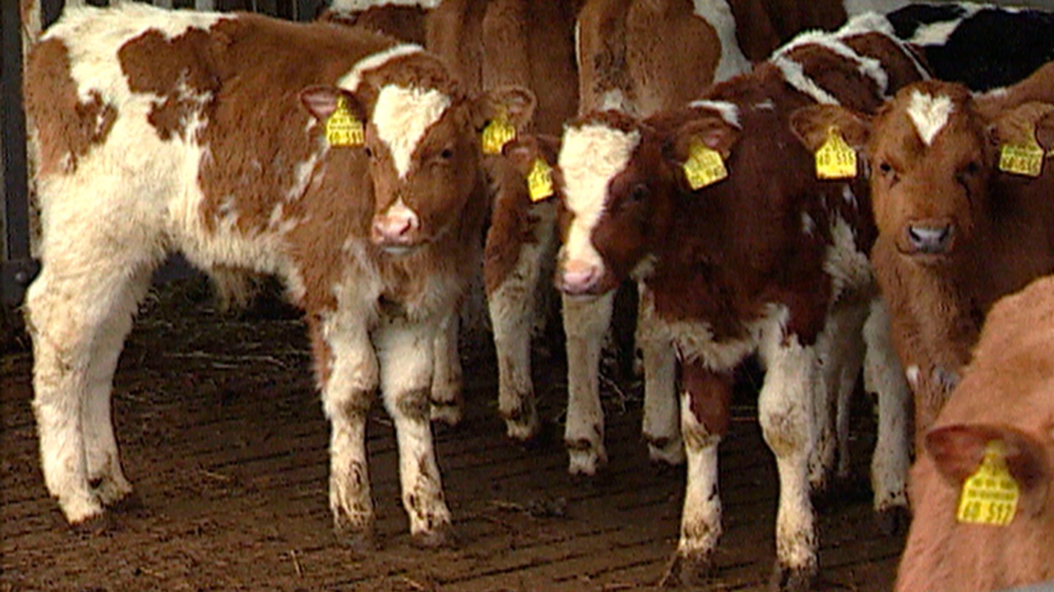 "Rinderwahnsinn": Vor 25 Jahren wurde in Bayern der erste BSE-Fall gemeldet. Bald wurde klar: Ursache ist infektiöses Tiermehl für Rinder.