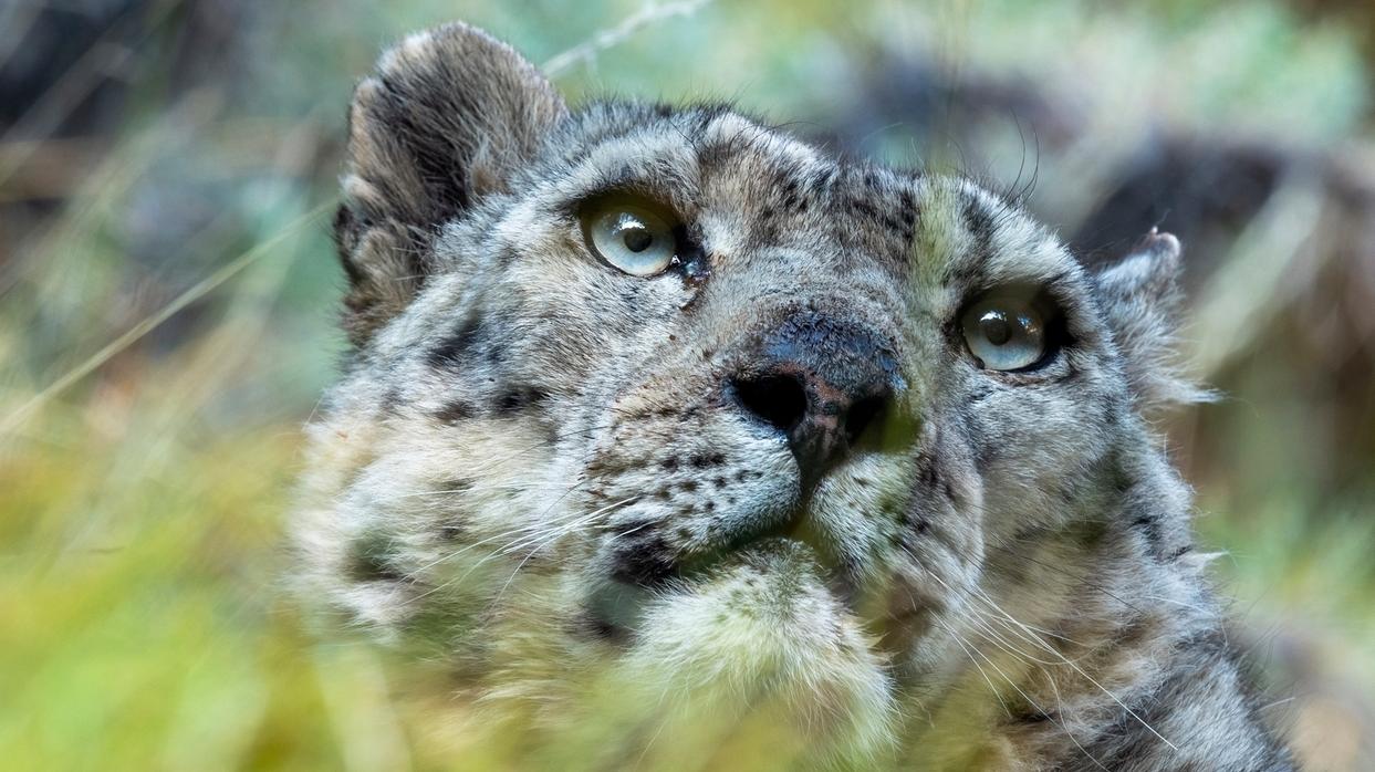 Abenteuer Wildnis TierDoku Geisterkatzen Im Tal der Schneeleoparden