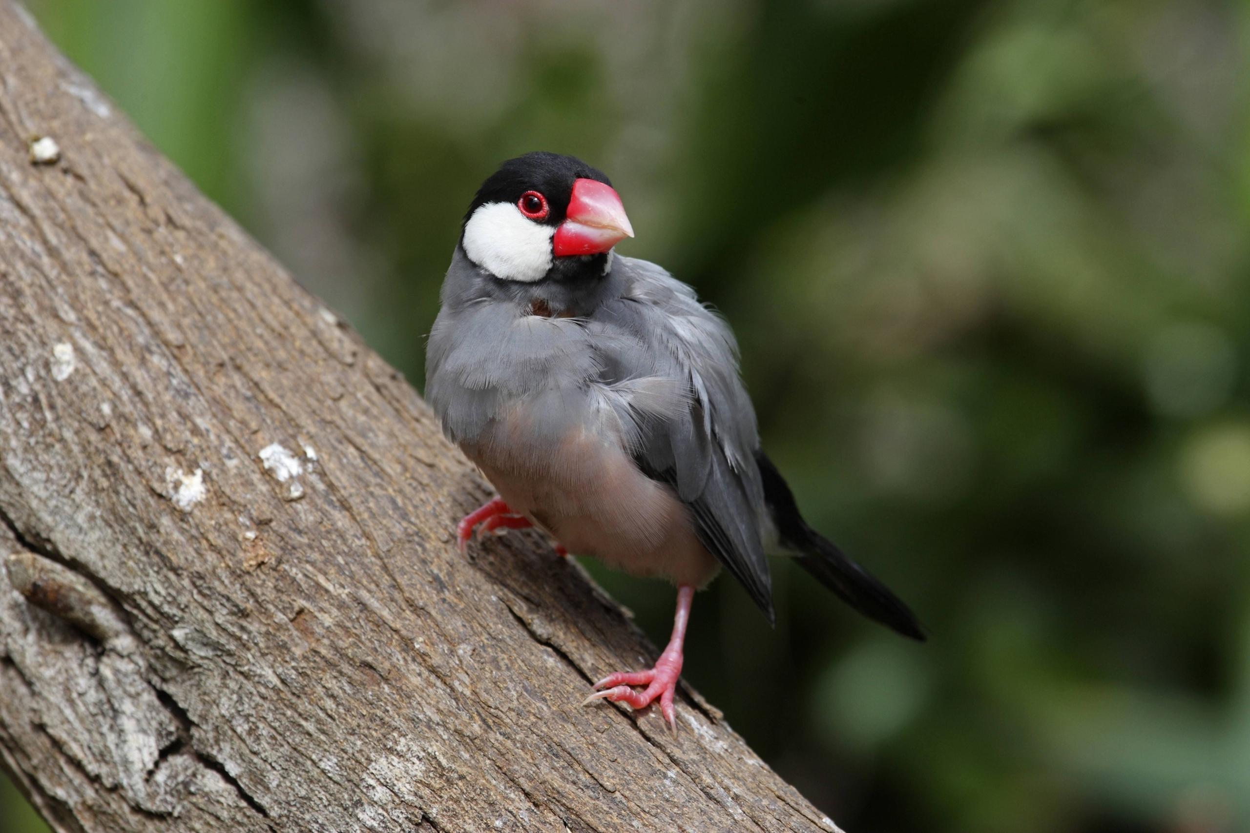 Ein Java-Spatz, eigentlich Reisfink oder Reisamadine (Padda oryzivora oder Lonchura oryzivora). Dem in den Tropen beheimatete Singvogel schwellen die typischen roten Augenringe an, wenn er verliebt ist