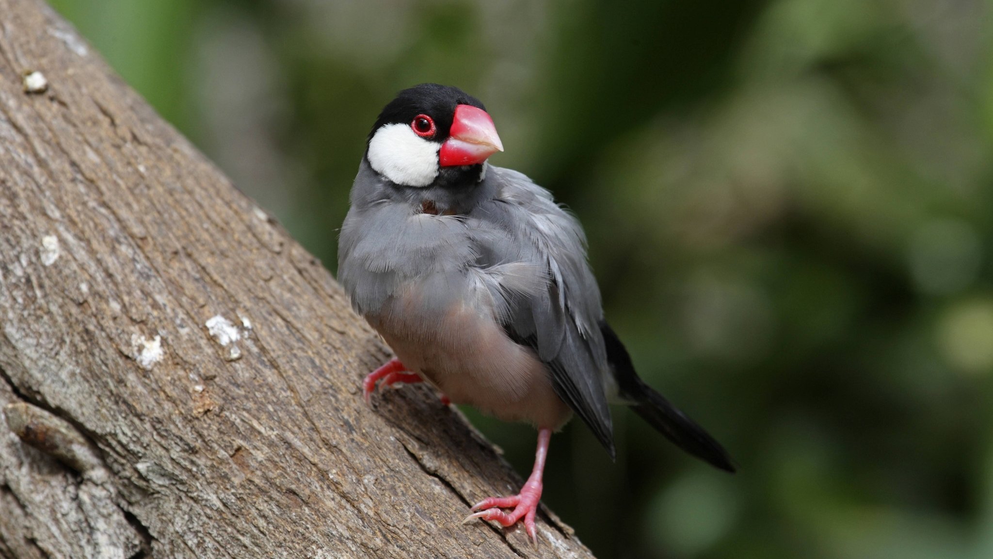 Ein Java-Spatz, eigentlich Reisfink oder Reisamadine (Padda oryzivora oder Lonchura oryzivora). Dem in den Tropen beheimatete Singvogel schwellen die typischen roten Augenringe an, wenn er verliebt ist