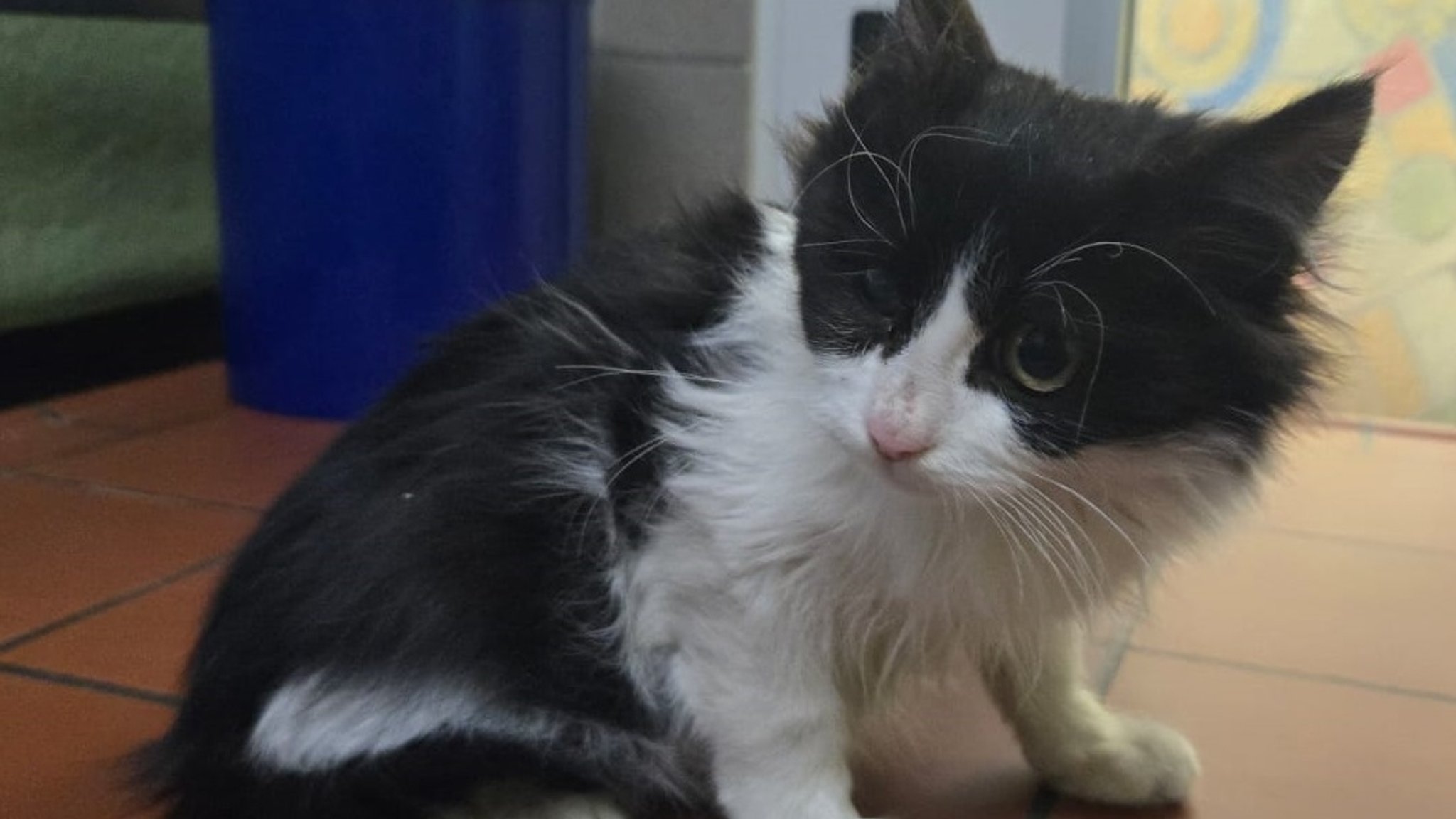 Beamte vom Zollamt und der Verkehrspolizei Schweinfurt haben am Montag ein kleines Kätzchen gerettet, das eine tagelange Reise aus der Türkei in einem verplombten Lastwagen überlebt hatte.