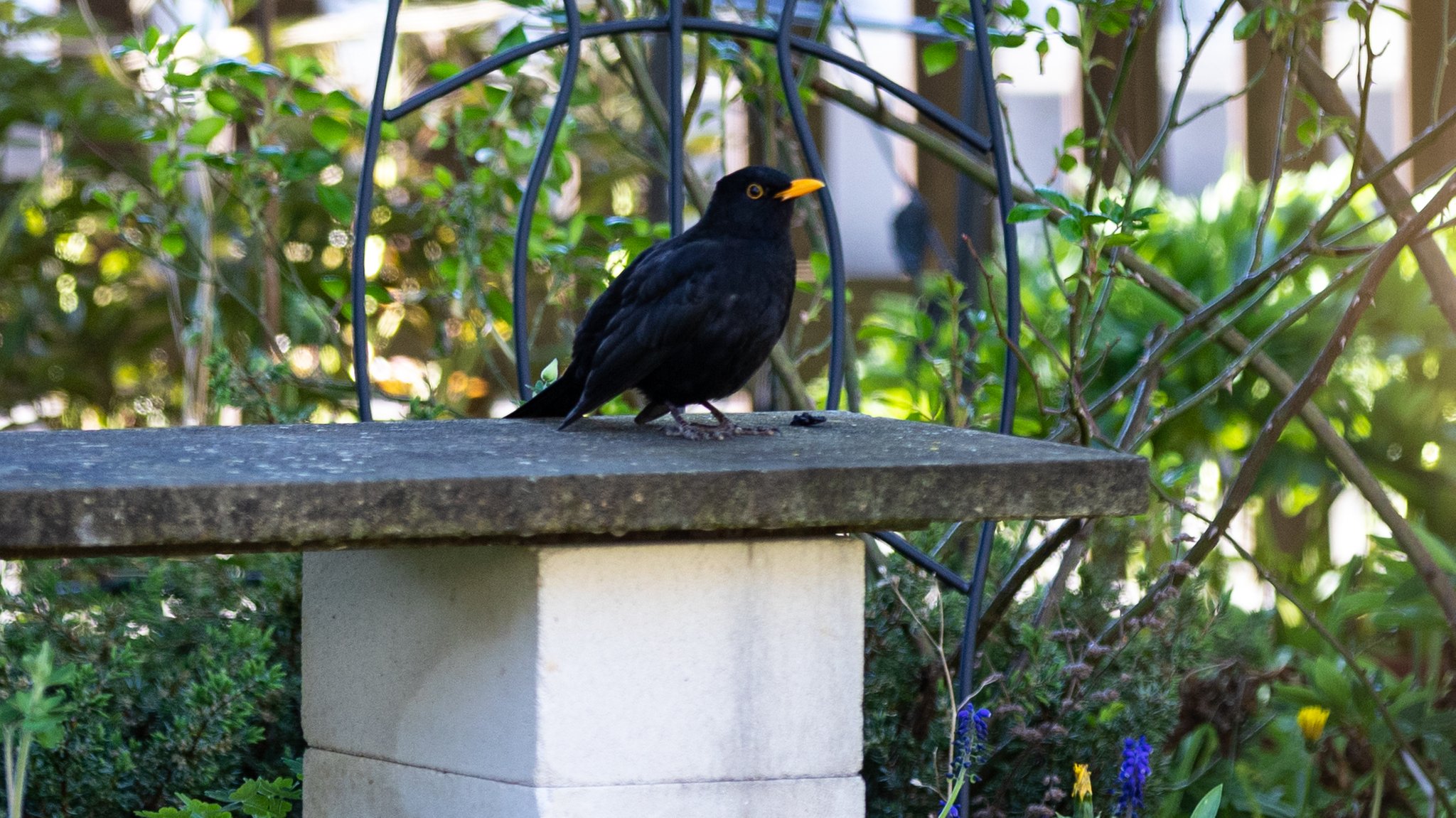 Schwarzer Vogel (Amsel) auf Betonbank in herbstlichem Garten
