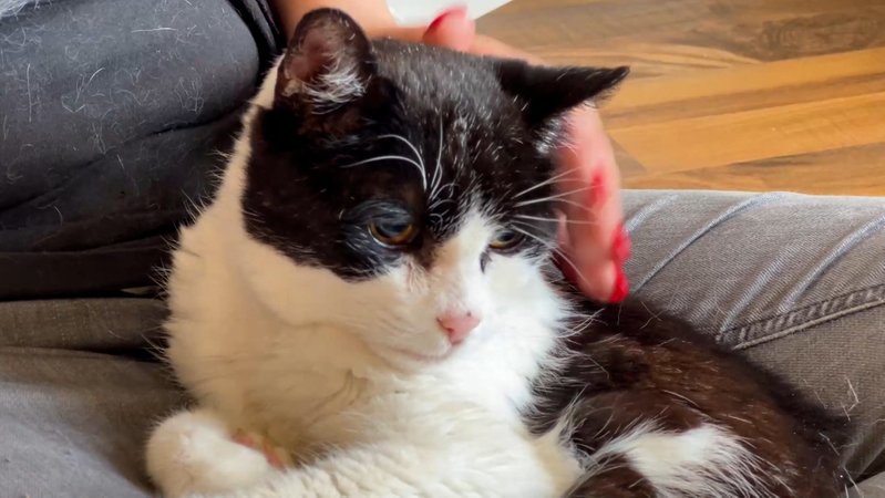 Ist "Stupsi" aus Altötting die älteste Katze der Welt?