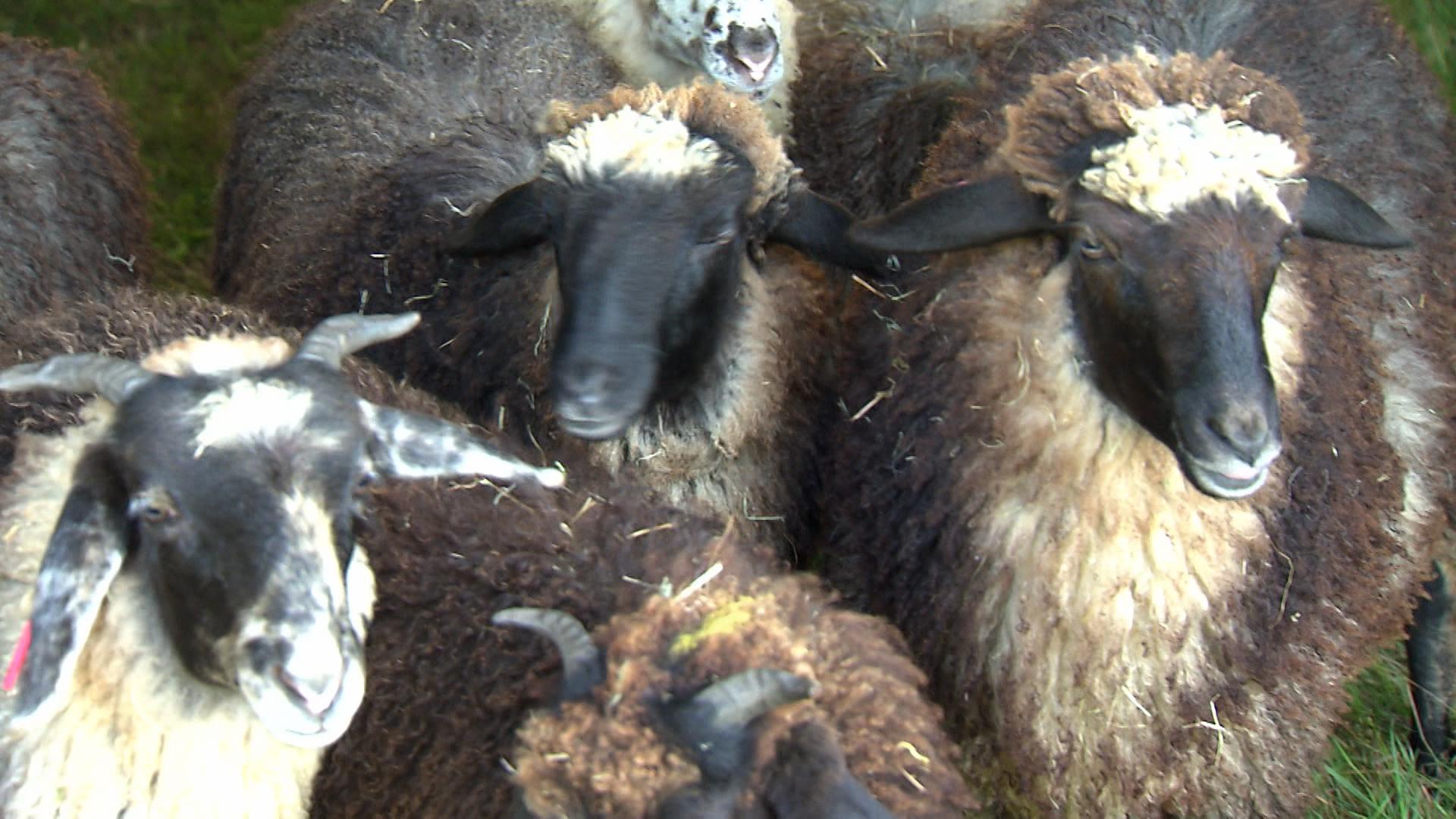 Schafe drängen sich auf einer Weide