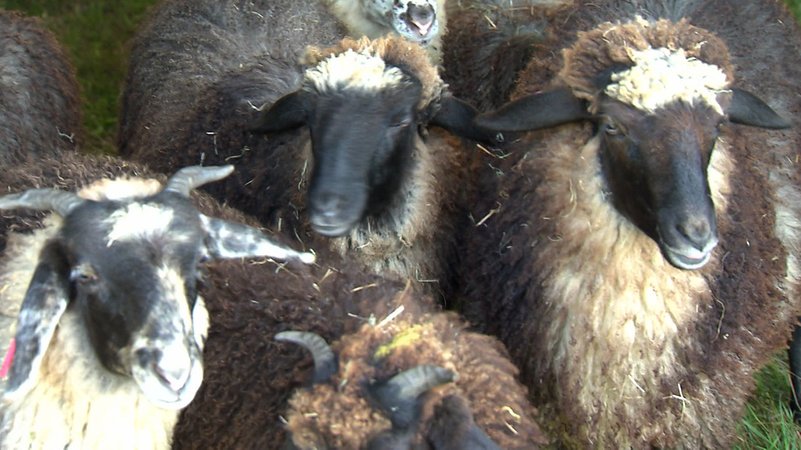 Schafe drängen sich auf einer Weide | Bild: Bayerischer Rundfunk 2024 Schafe drängen sich auf einer Weide