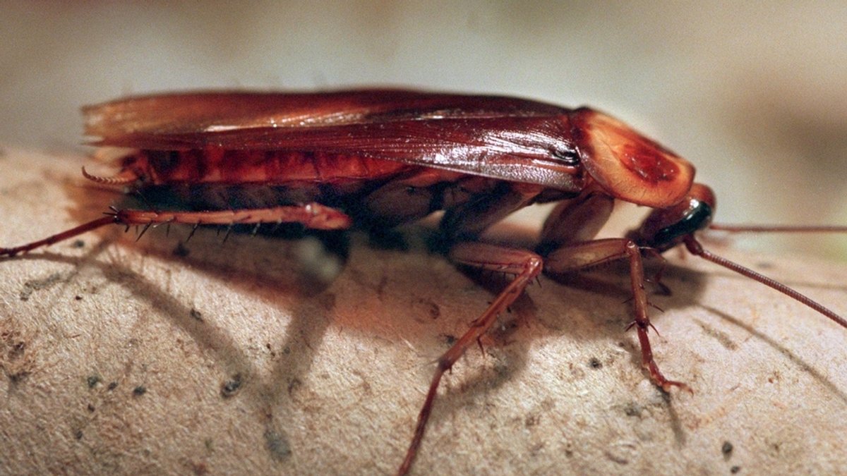 Krankmachende Kakerlaken: Insekten der Superlative