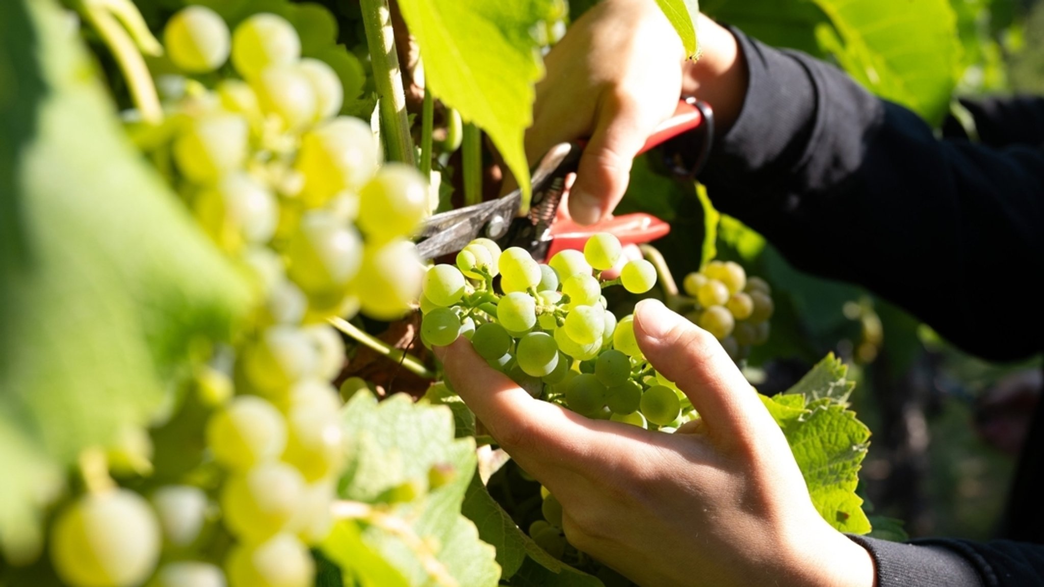 (Symbolbild) Die Weinlese in Unterfranken startet: Nahaufnahme auf Hände, die eine Weinrispe ernten | Bild: dpa-Bildfunk/Sebastian Kahnert (Symbolbild) Die Weinlese in Unterfranken startet: Nahaufnahme auf Hände, die eine Weinrispe ernten