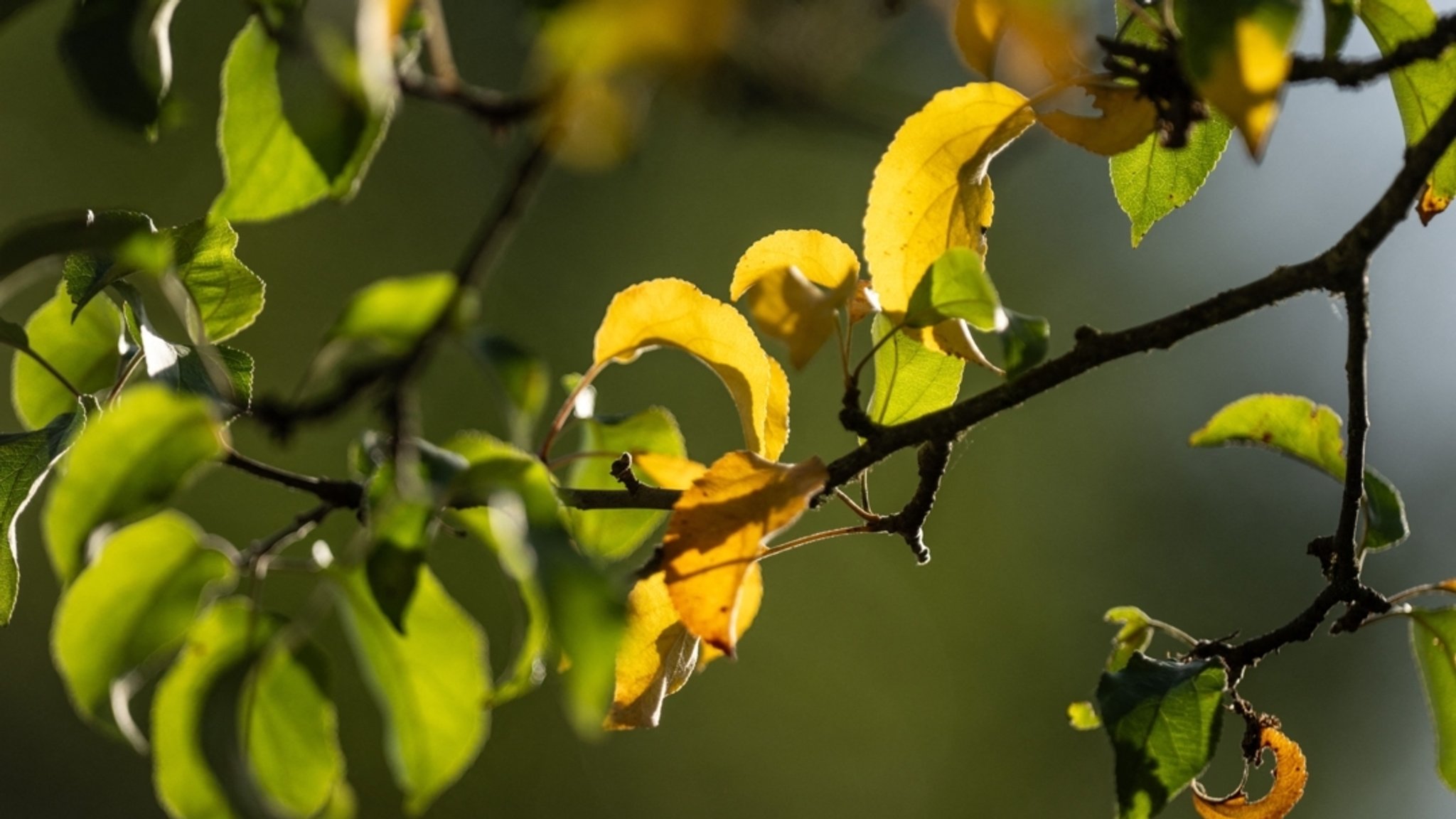 Grüne und leicht gelblich gefärbte Blätter hängen an einem Baum. | Bild: dpa-Bildfunk/Silas Stein Grüne und leicht gelblich gefärbte Blätter hängen an einem Baum.