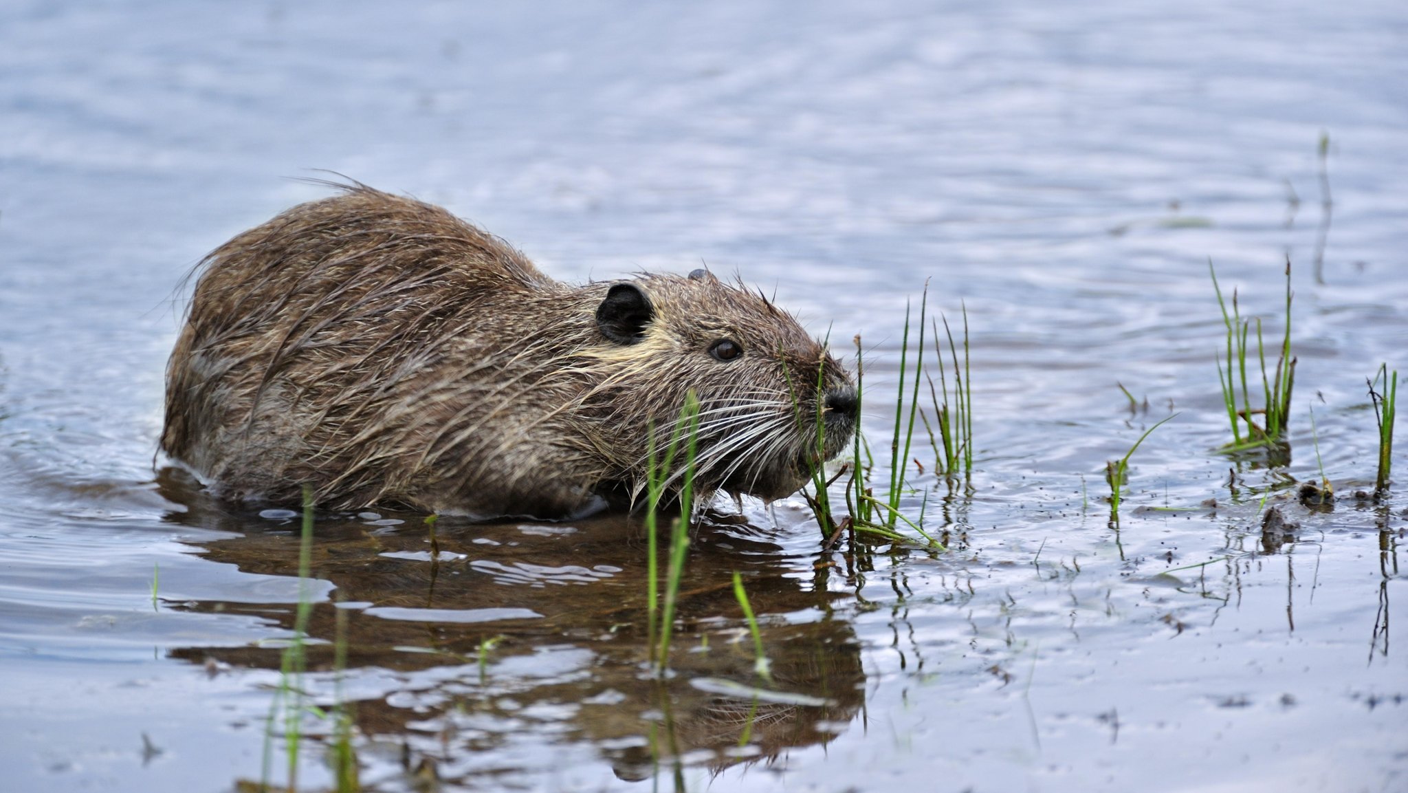 Ein Nutria (Archivbild)