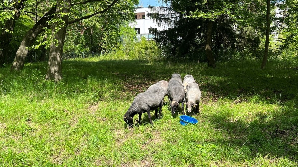 Augsburg: Schafe weiden mitten in der Stadt
