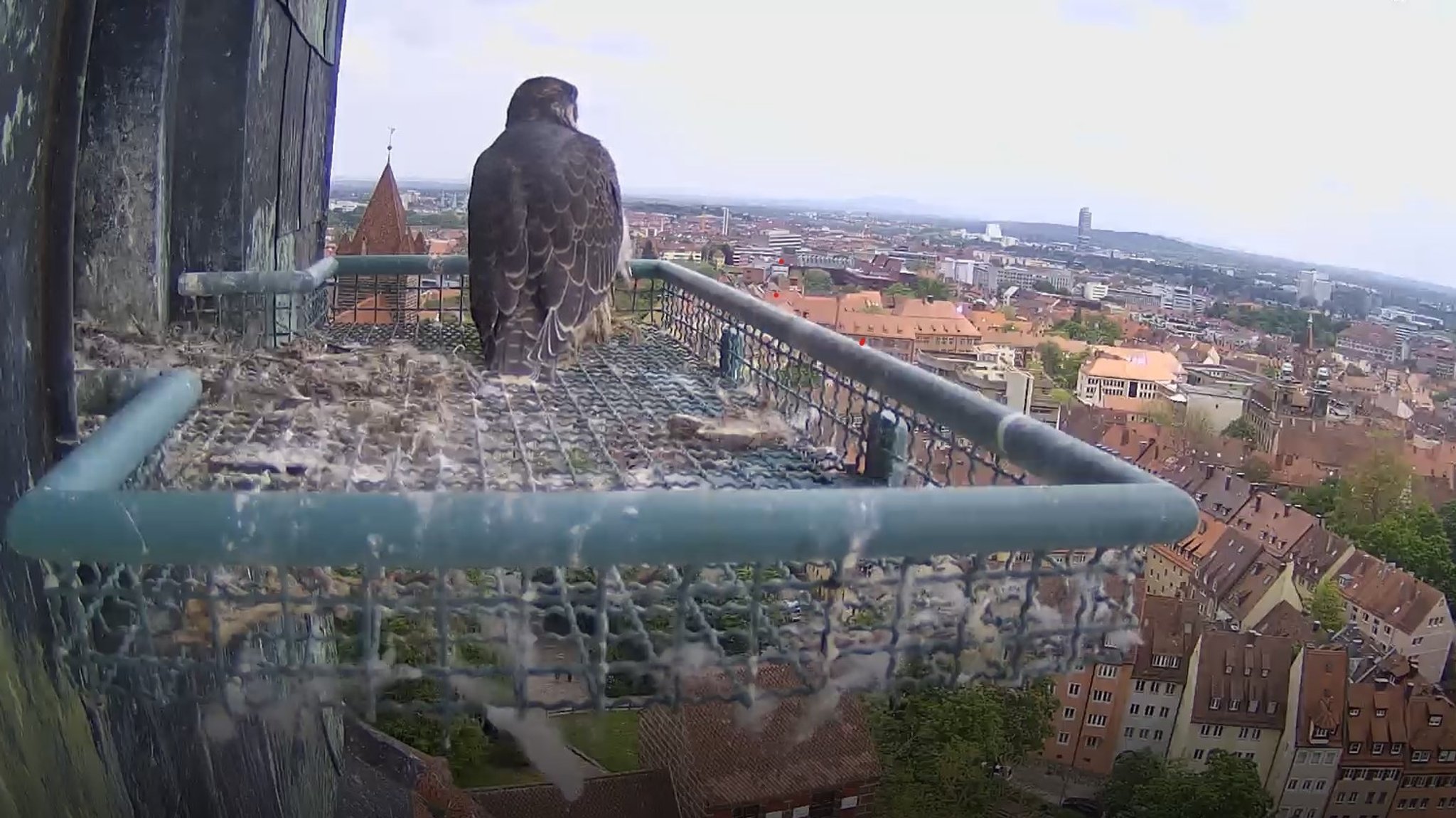 Wanderfalke auf der Nürnberger Kaiserburg