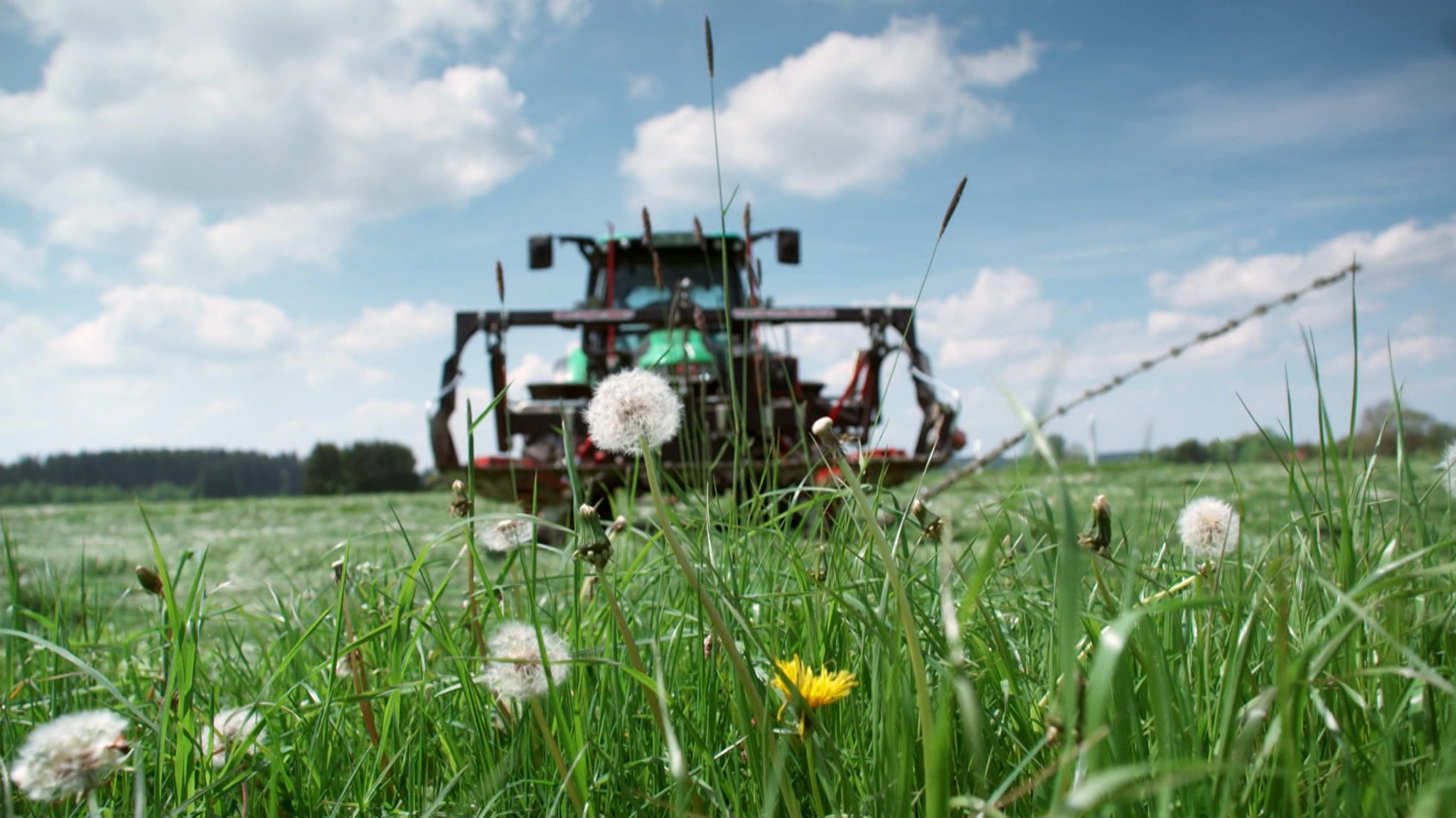 Bei der Hälfte der gut 500 Bienenarten in Deutschland schrumpfen die Populationen. Das belegt der neue Insektenatlas, der heute von der Heinrich-Böll-Stiftung und dem Bund für Umwelt und Naturschutz in Berlin vorgestellt wurde.