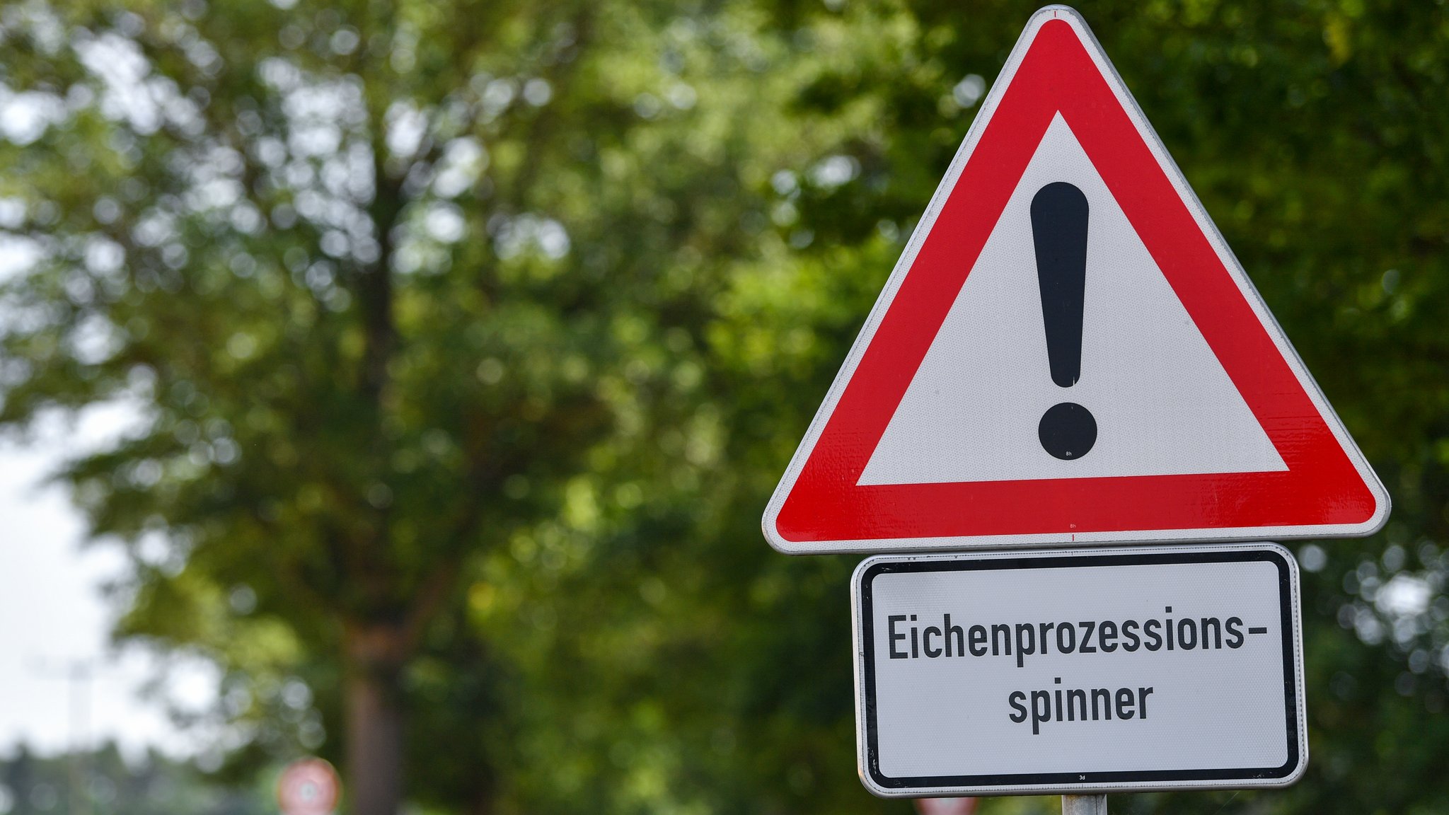 Warnschild vor Eichenprozessionsspinnern