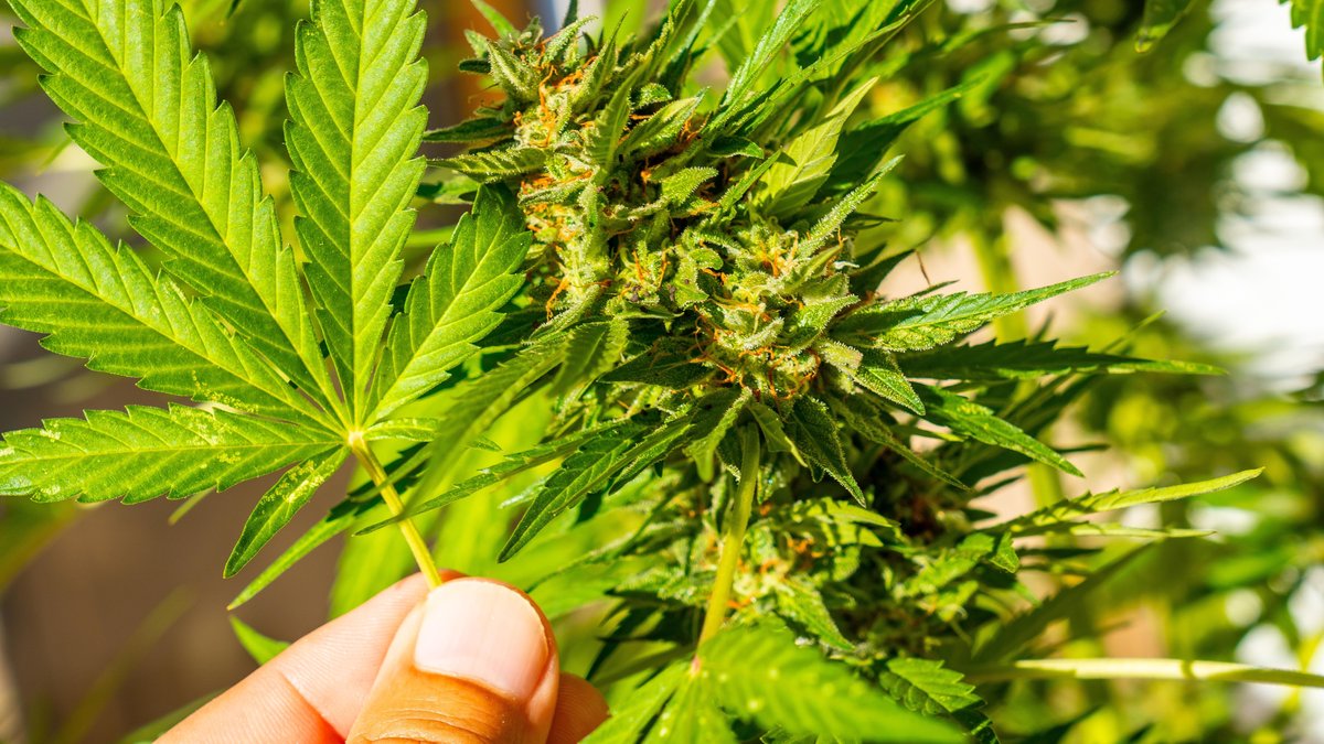 Marihuana Knospen, umgeben von Blättern
