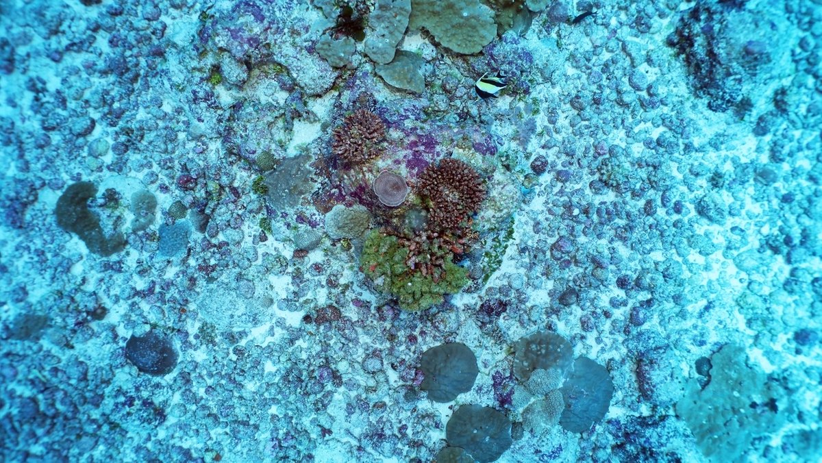 Korallenriff mit Rotalgen, die ein Kalkskelett bilden.
