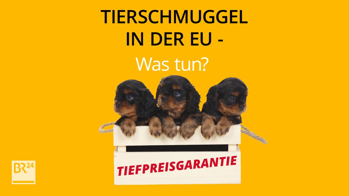 #fragBR24💡 Tierschmuggel in der EU – was tun?