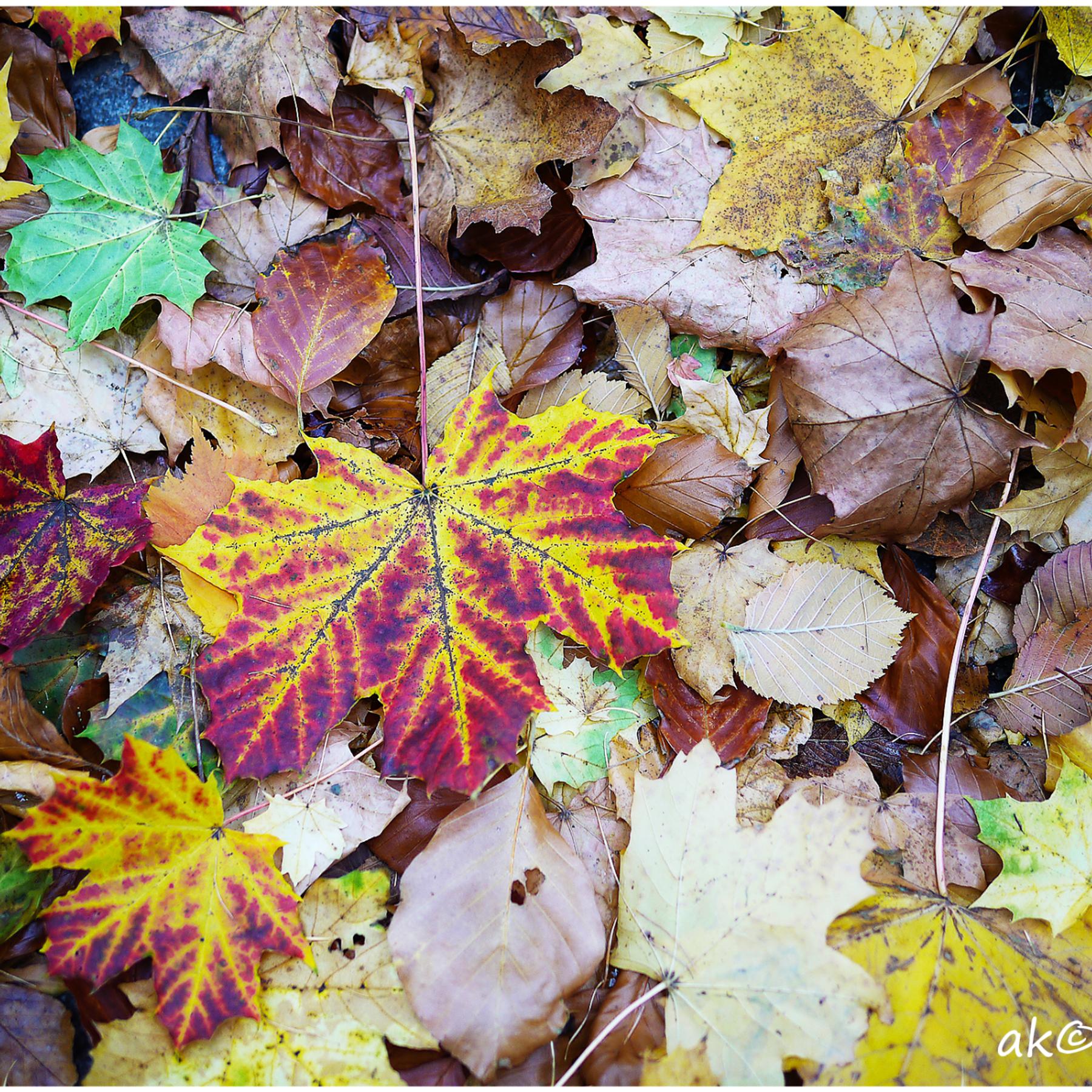 Die Farben des Herbstes in bunten Klängen Die Farben des Herbstes in bunten Klängen
