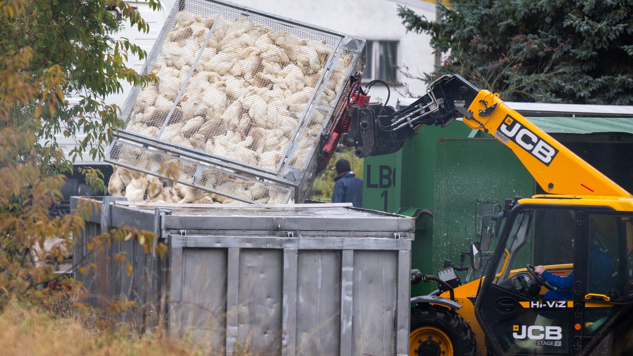 Symbolbild: Enten, die in einer von Geflügelpest befallenen Anlage getötet wurden, werden in einen Transportbehälter gekippt. 