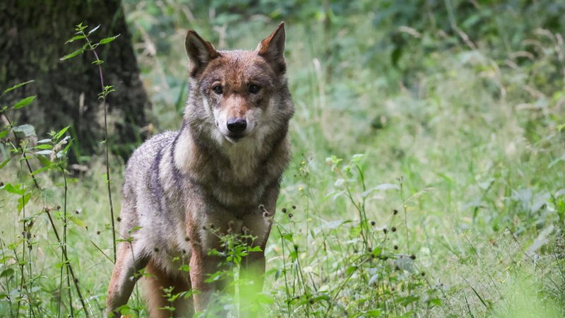 ARCHIV - 12.07.2023, Schleswig-Holstein, Eekholt: Eine ausgewachsener weiblicher Wolf steht in seinem Gehege im Tierpark. (Zu dpa "Wolfsangriffe in der Rhön - BUND fordert Herdenschutzinitiative") (zu dpa: «Wolf in der Hohen Rhön abgeschossen») Foto: Christian Charisius/dpa +++ dpa-Bildfunk +++ | Bild: dpa-Bildfunk/Christian Charisius ARCHIV - 12.07.2023, Schleswig-Holstein, Eekholt: Eine ausgewachsener weiblicher Wolf steht in seinem Gehege im Tierpark. (Zu dpa "Wolfsangriffe in der Rhön - BUND fordert Herdenschutzinitiative") (zu dpa: «Wolf in der Hohen Rhön abgeschossen») Foto: Christian Charisius/dpa +++ dpa-Bildfunk +++