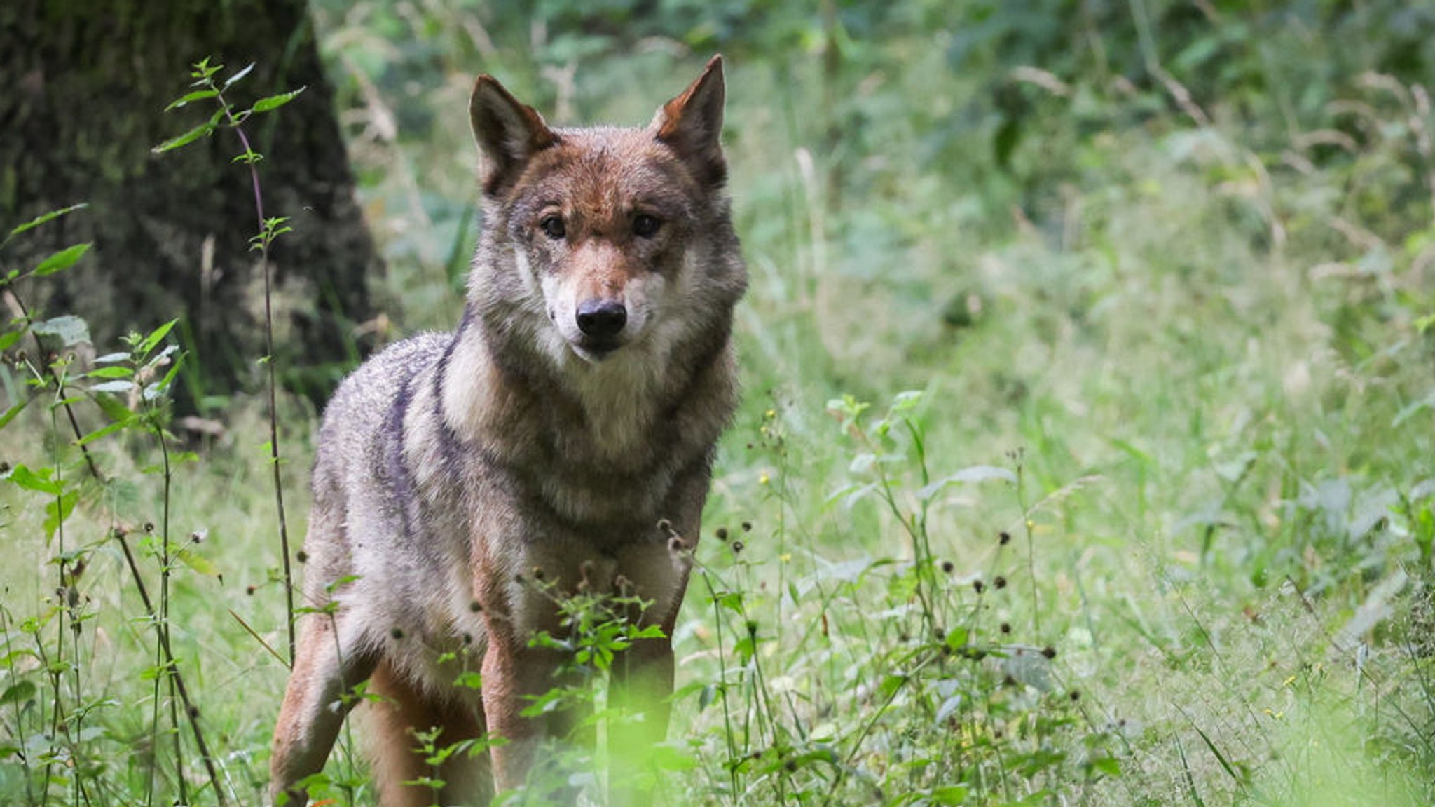 ARCHIV - 12.07.2023, Schleswig-Holstein, Eekholt: Eine ausgewachsener weiblicher Wolf steht in seinem Gehege im Tierpark. (Zu dpa "Wolfsangriffe in der Rhön - BUND fordert Herdenschutzinitiative") (zu dpa: «Wolf in der Hohen Rhön abgeschossen») Foto: Christian Charisius/dpa +++ dpa-Bildfunk +++