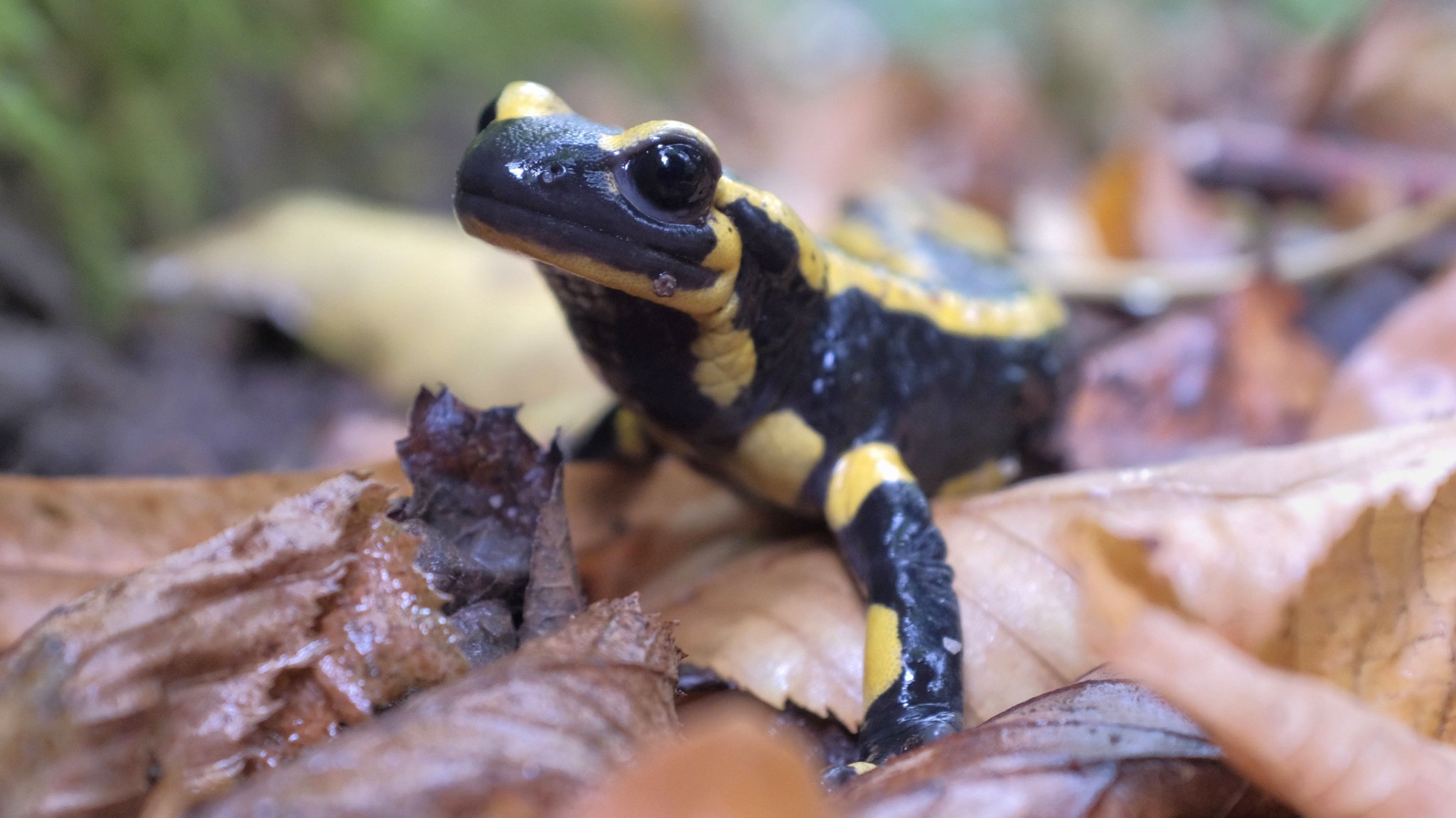 Feuersalamander sitzt im Laub