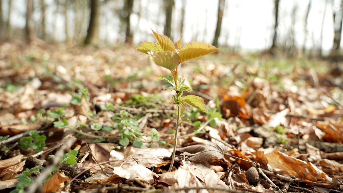 Landsberg: Wie nachhaltiger Waldumbau funktioniert   