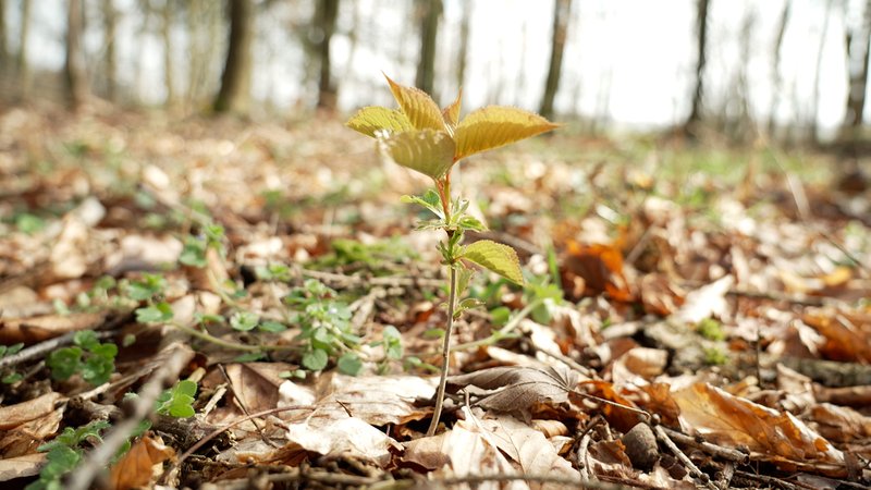 Aus dem Waldboden sprießt ein junges Kirschbäumchen zwischen Laub hervor, im Hintergrund Baumstämme
