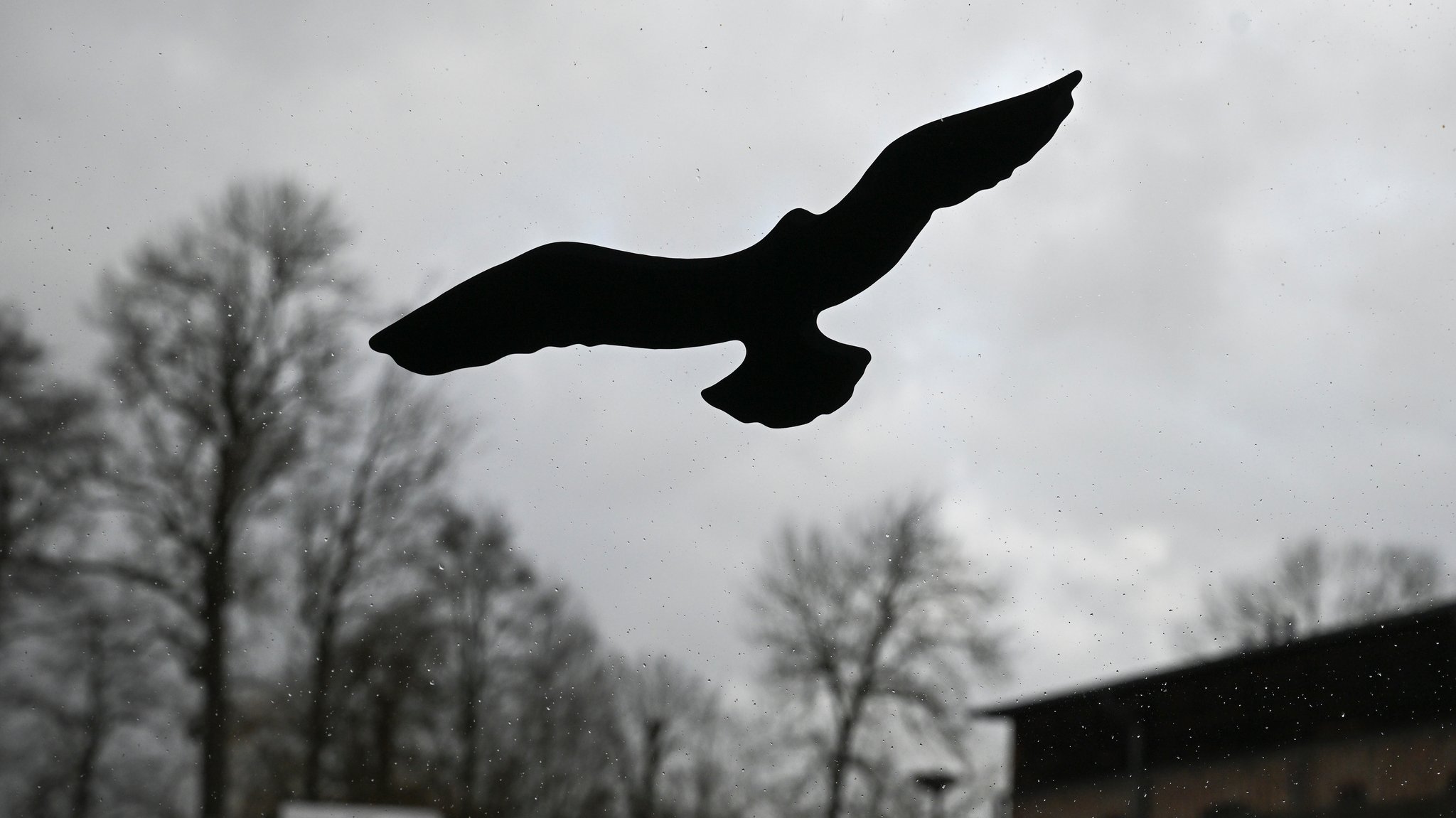 (Symbolbild) Ein Aufkleber mit einer Vogel-Silhouette ist an den Scheiben eines Gebäudes. | Bild: picture alliance/dpa | Jens Kalaene (Symbolbild) Ein Aufkleber mit einer Vogel-Silhouette ist an den Scheiben eines Gebäudes.