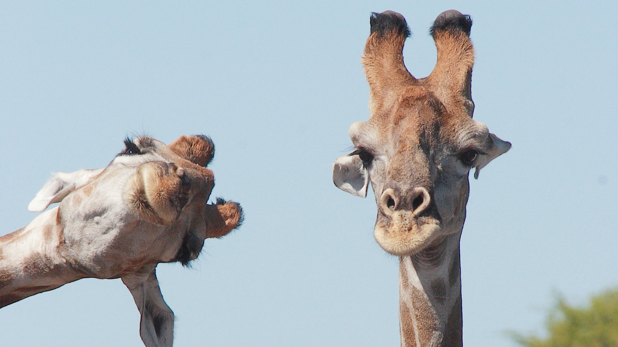 Photobombing? Können auch Giraffen!