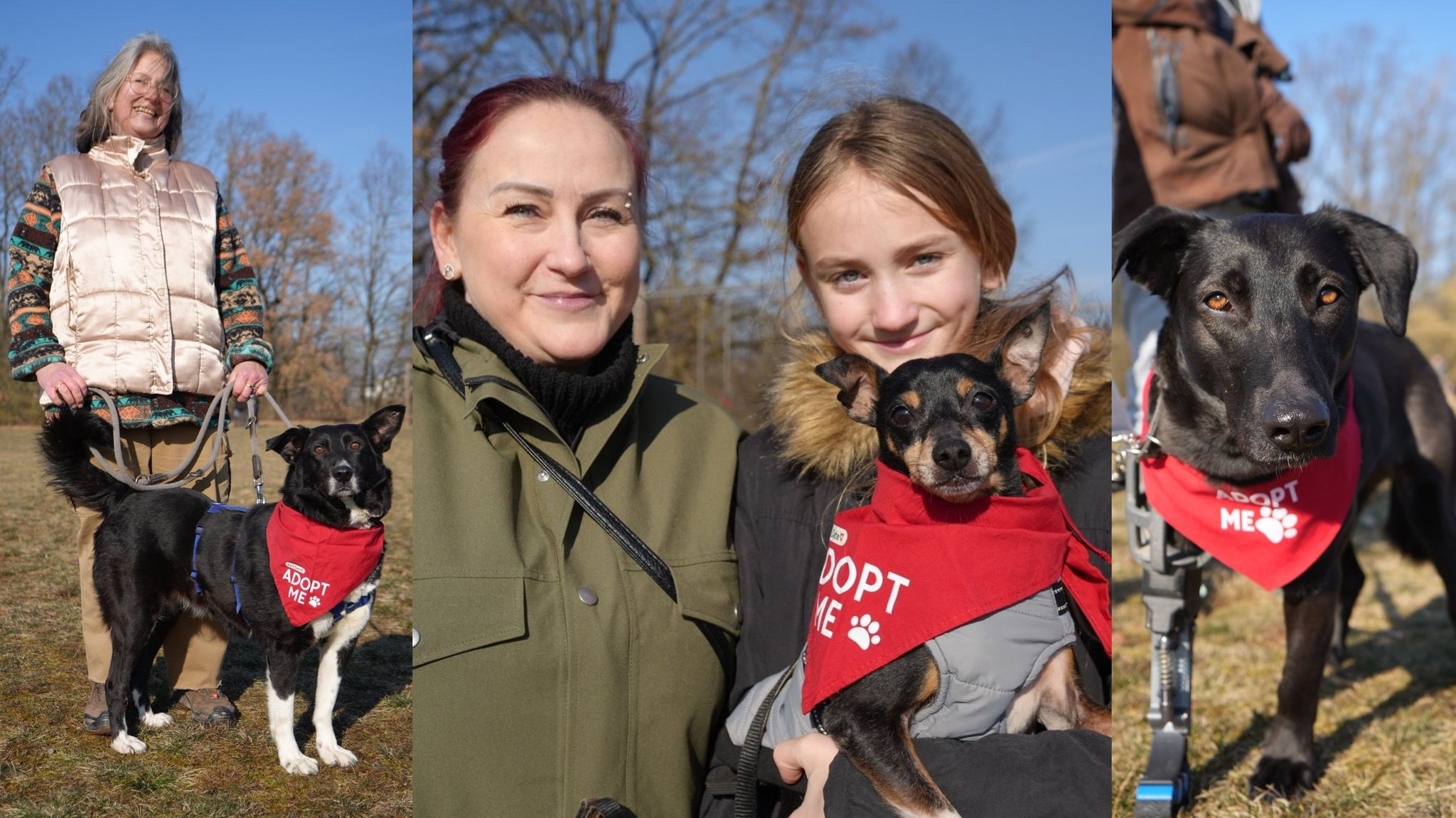 "Bark Date": Hundefans suchen sich einen Tierschutzhund aus