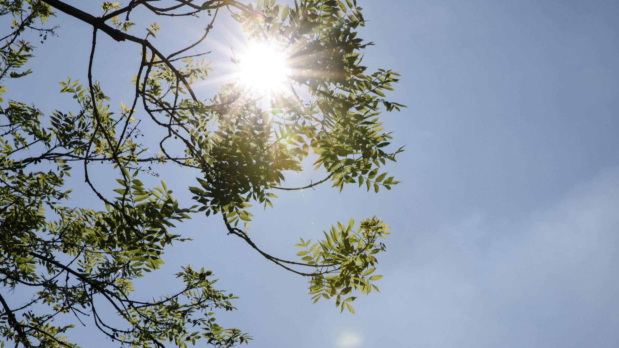 Die Sonne strahlt durch Blätter einer Esche. | Bild: BR/Johanna Schlüter Die Sonne strahlt durch Blätter einer Esche.