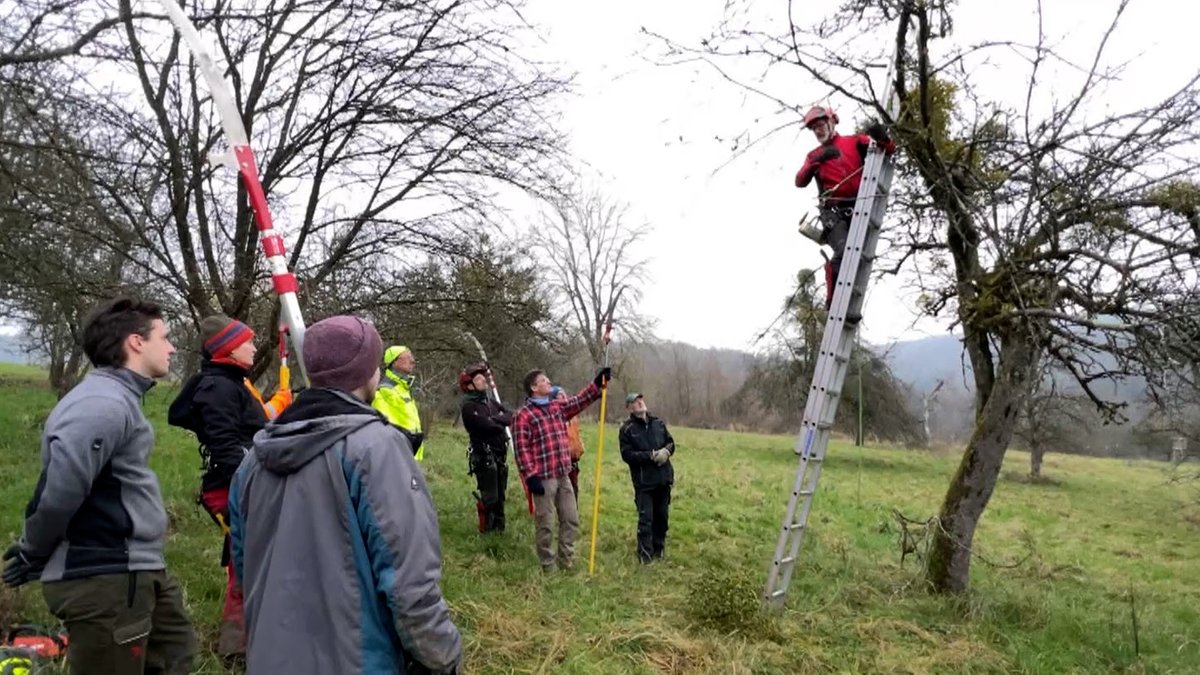 Starker Mistelbefall: Lebensraum Streuobstwiese in Gefahr