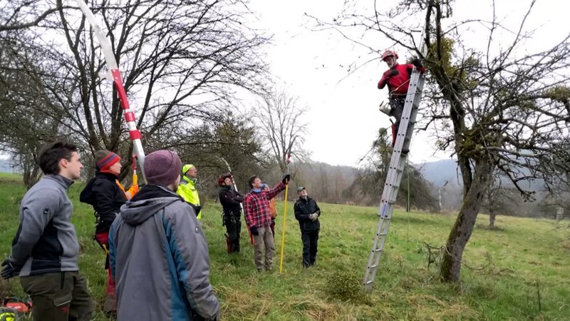 Ein Baum wird von Misteln befreit. | Bild: BR Ein Baum wird von Misteln befreit.