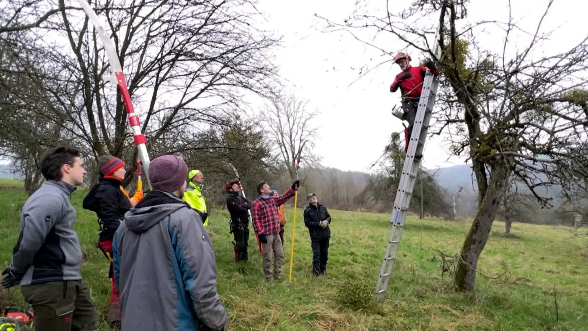 Ein Baum wird von Misteln befreit.