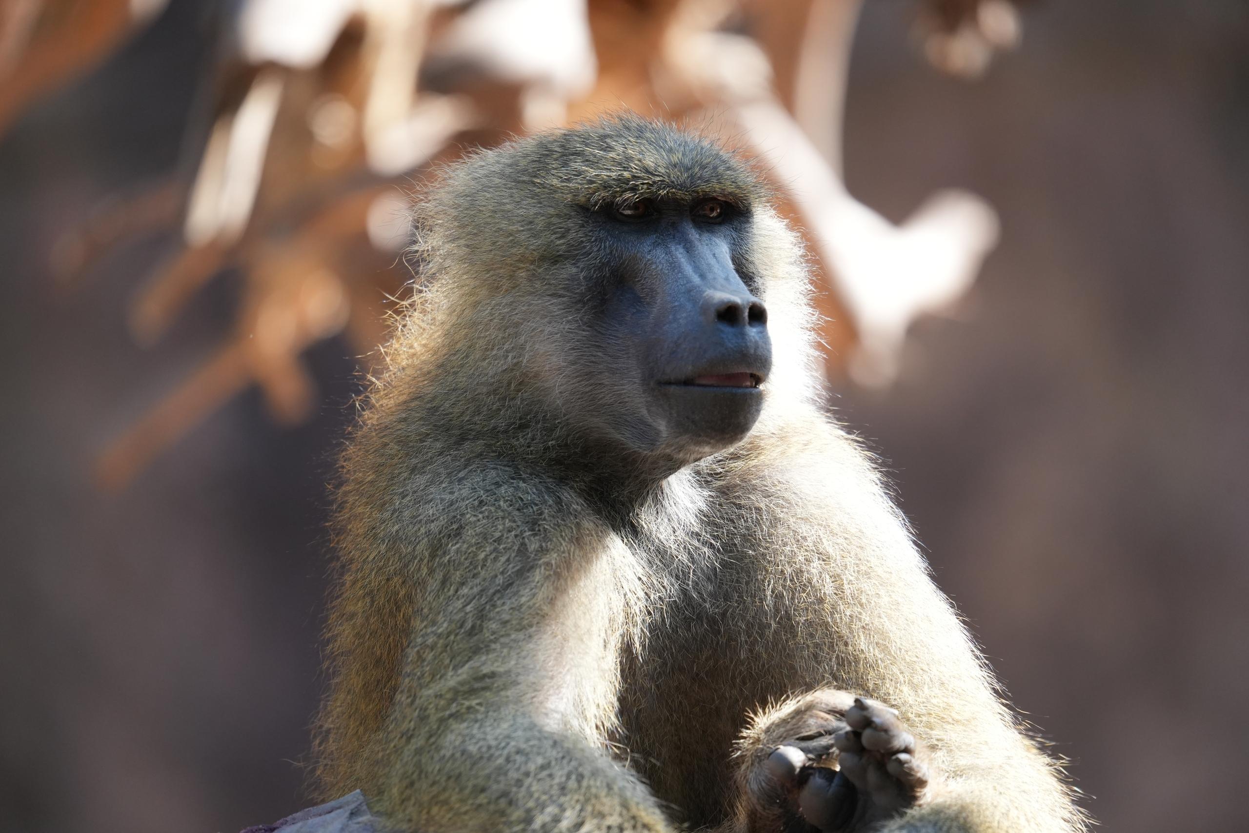Pavian im Tiergarten Nürnberg