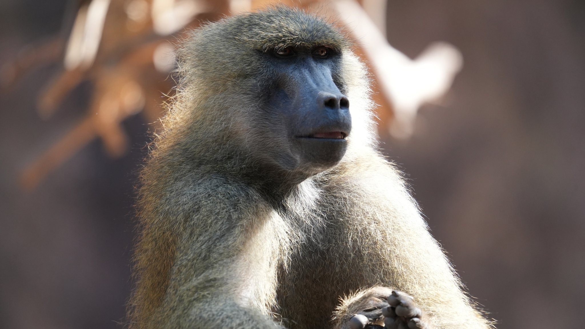 Umstrittene Entscheidung: Tiergarten will Paviane töten 