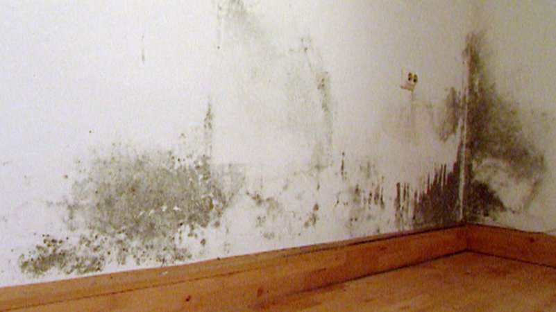Schimmelige Wand in einer Wohnung | Bild: BR Schimmelige Wand in einer Wohnung