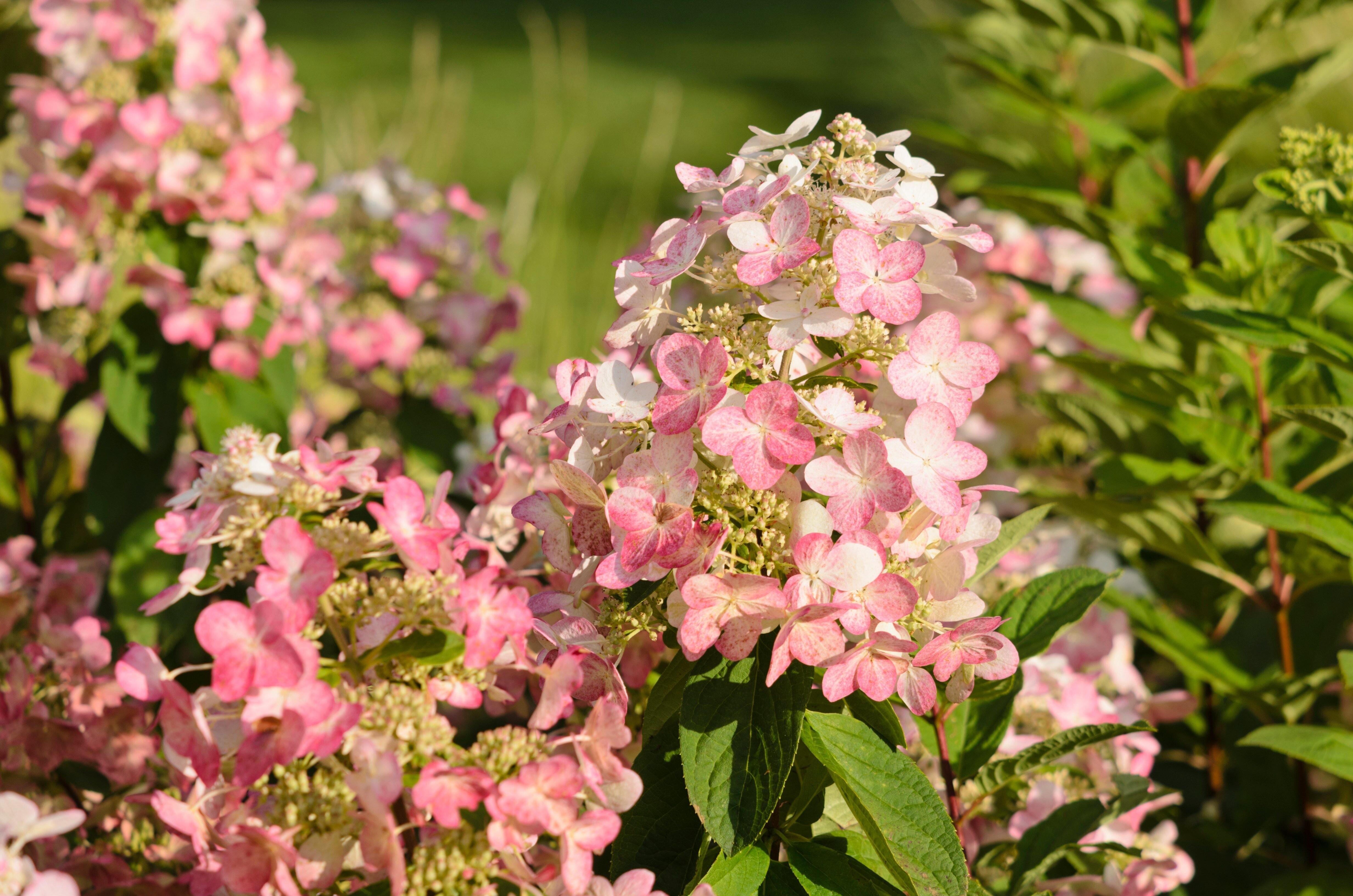 Rosafarbene Rispenhortensie (Hydrangea paniculata 'Magical Flame')