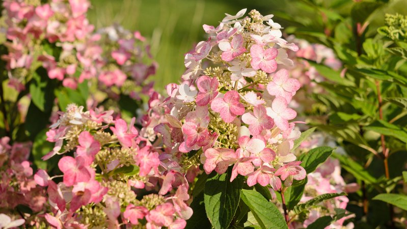 Rosafarbene Rispenhortensie (Hydrangea paniculata 'Magical Flame') | Bild: picture alliance / botanikfoto | Steffen Hauser Rosafarbene Rispenhortensie (Hydrangea paniculata 'Magical Flame')