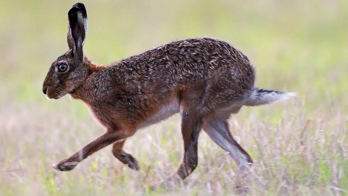 Hase Auf Der Fahrbahn Auto Uberschlagt Sich Auf Der 2 Br24