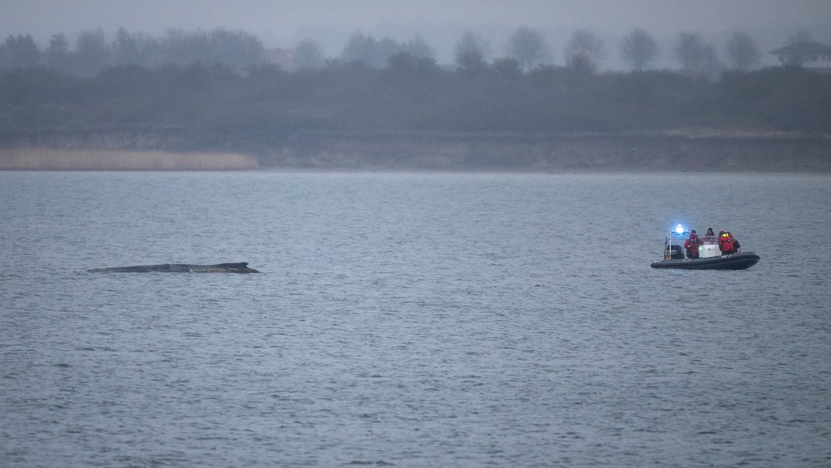 Verirrter Buckelwal an der Ostsee: Atemzüge werden seltener