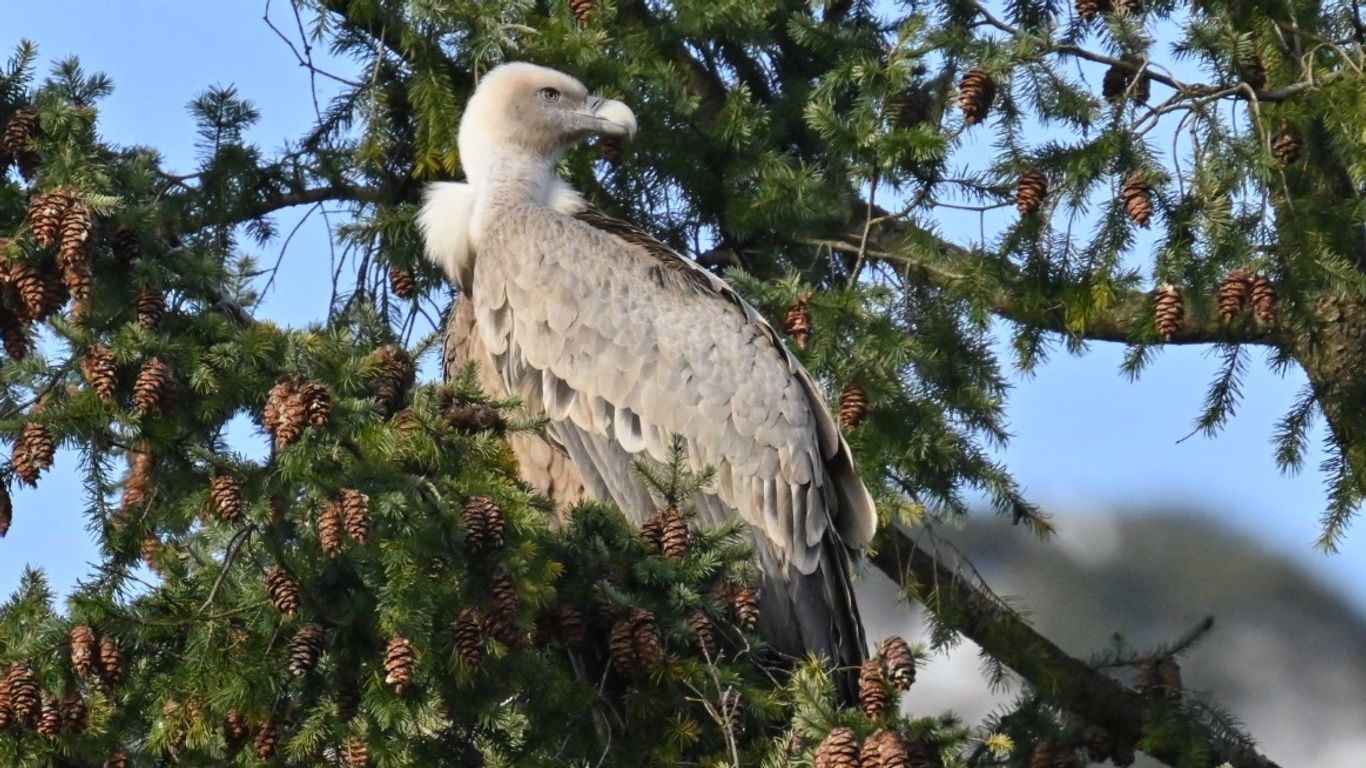 Gänsegeier auf einem Baum in Bad Reichenhall