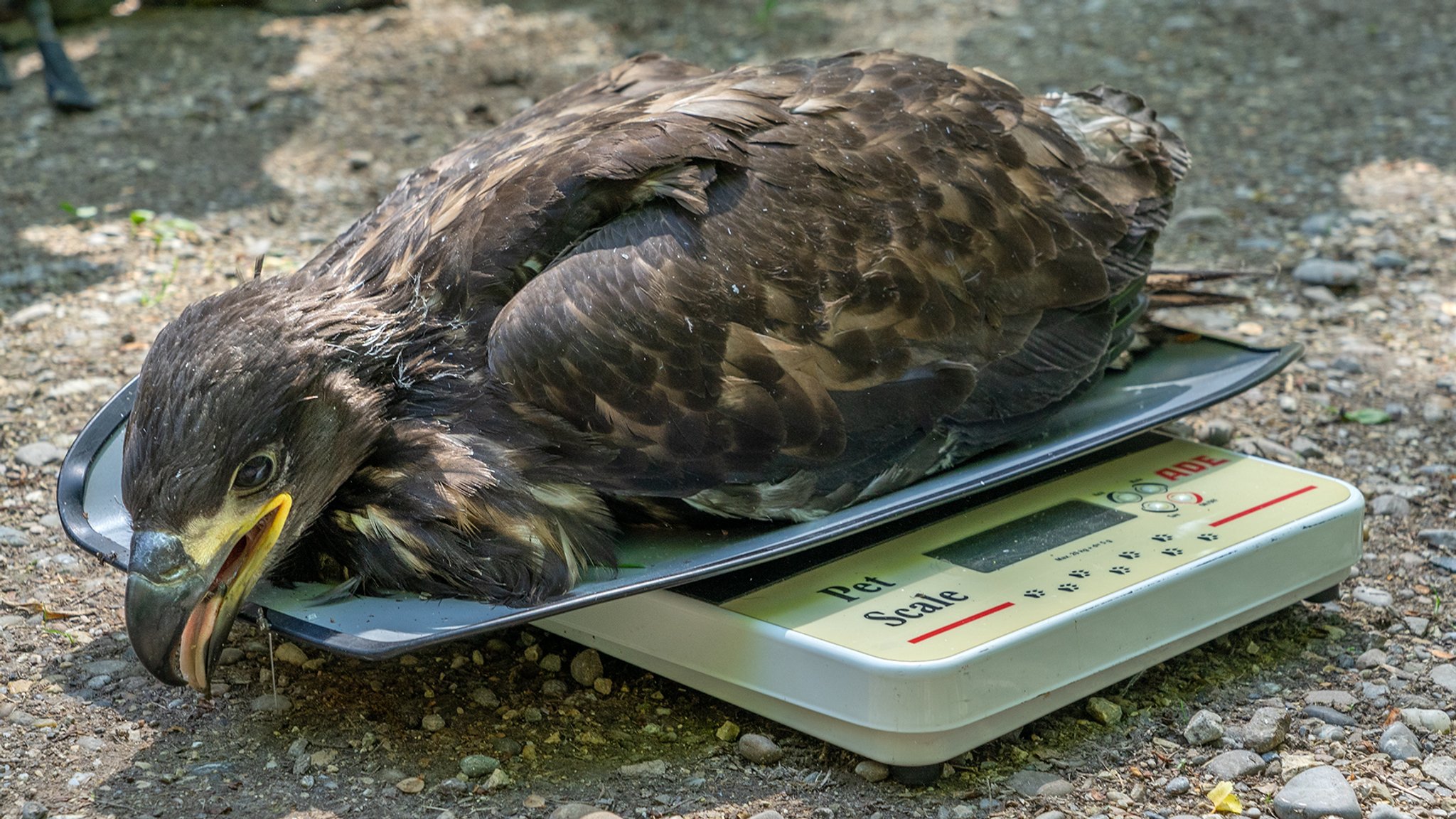 Ein Seeadler-Jungvogel wird beringt und gewogen