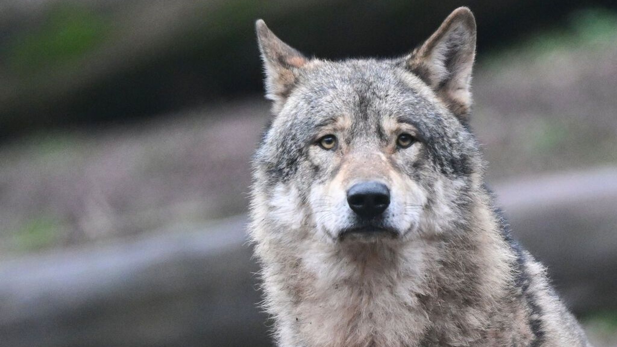 Ein Wolf blickt direkt in eine Kamera