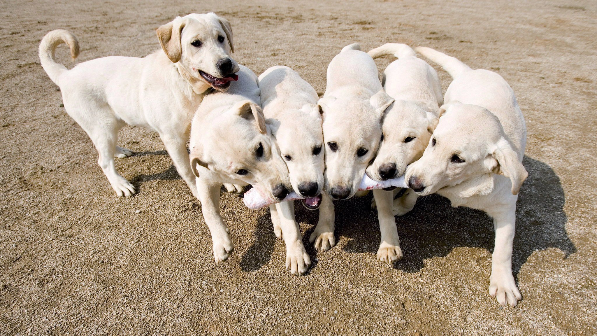 Geklonte Hunde